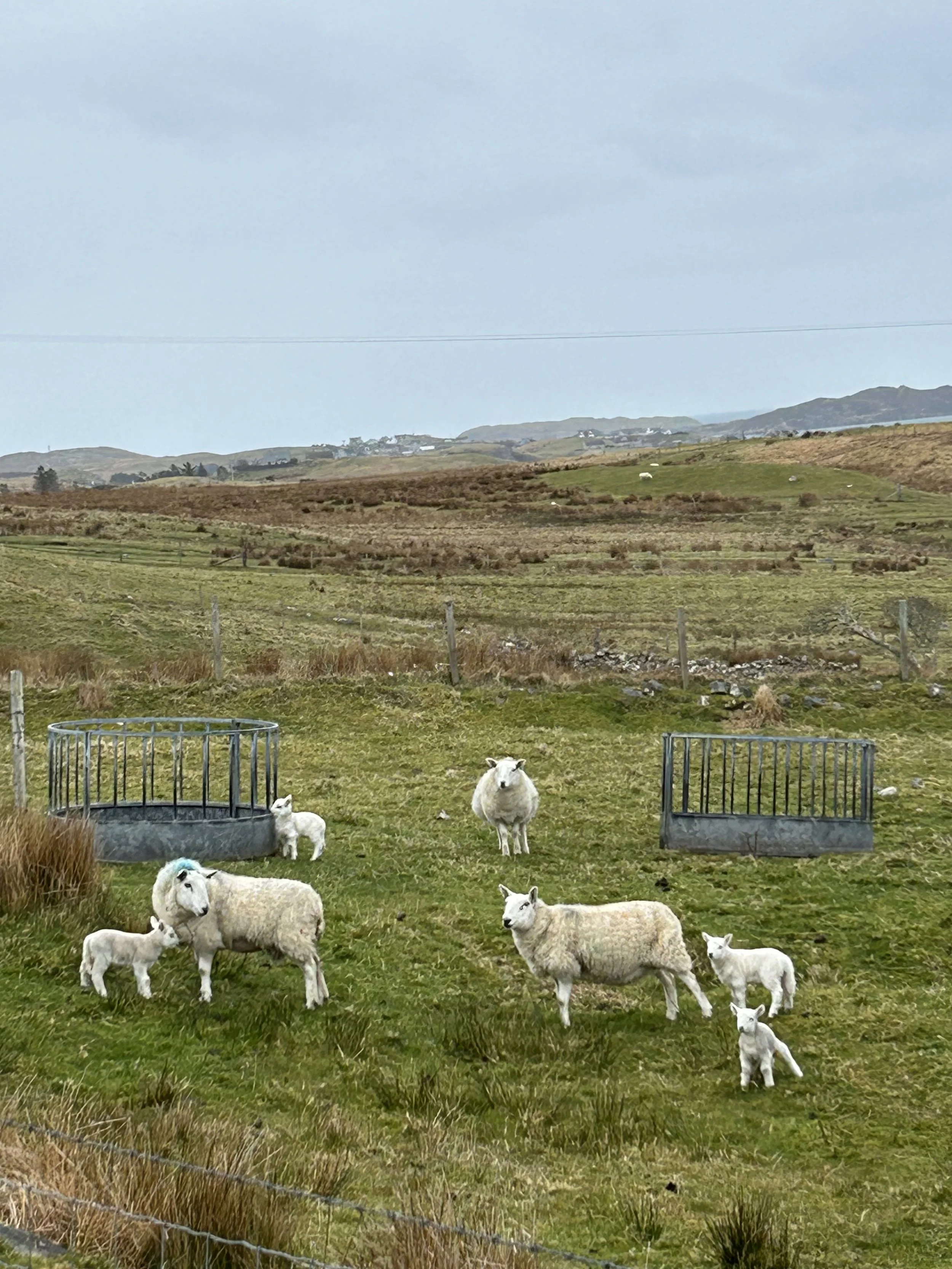 A group of sheep and lambs grazing and standing in a grassy field with a rural landscape in the background.