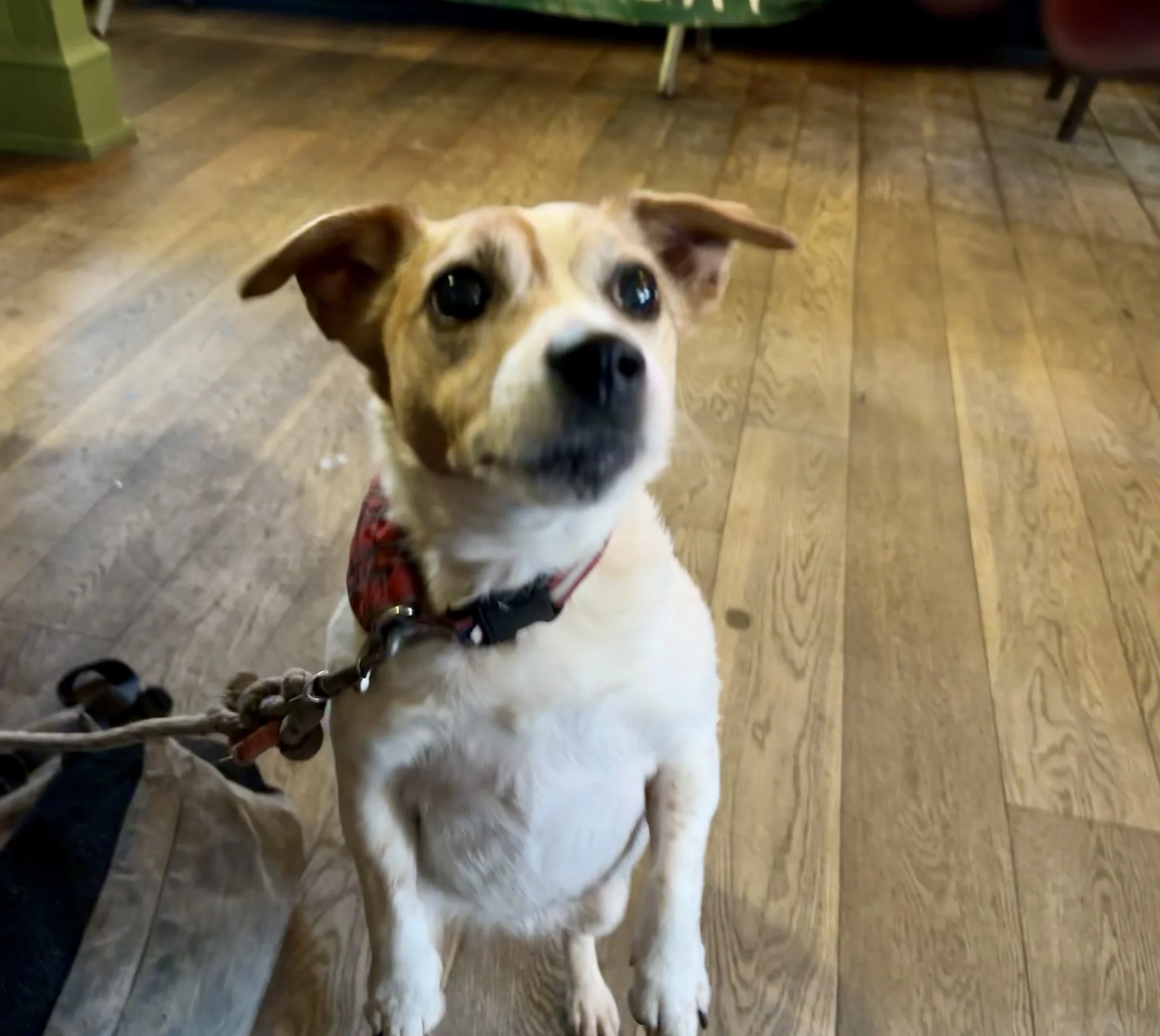 A small dog with a white and brown coat, wearing a red harness and sitting on a wooden floor, looking up with attentive eyes.