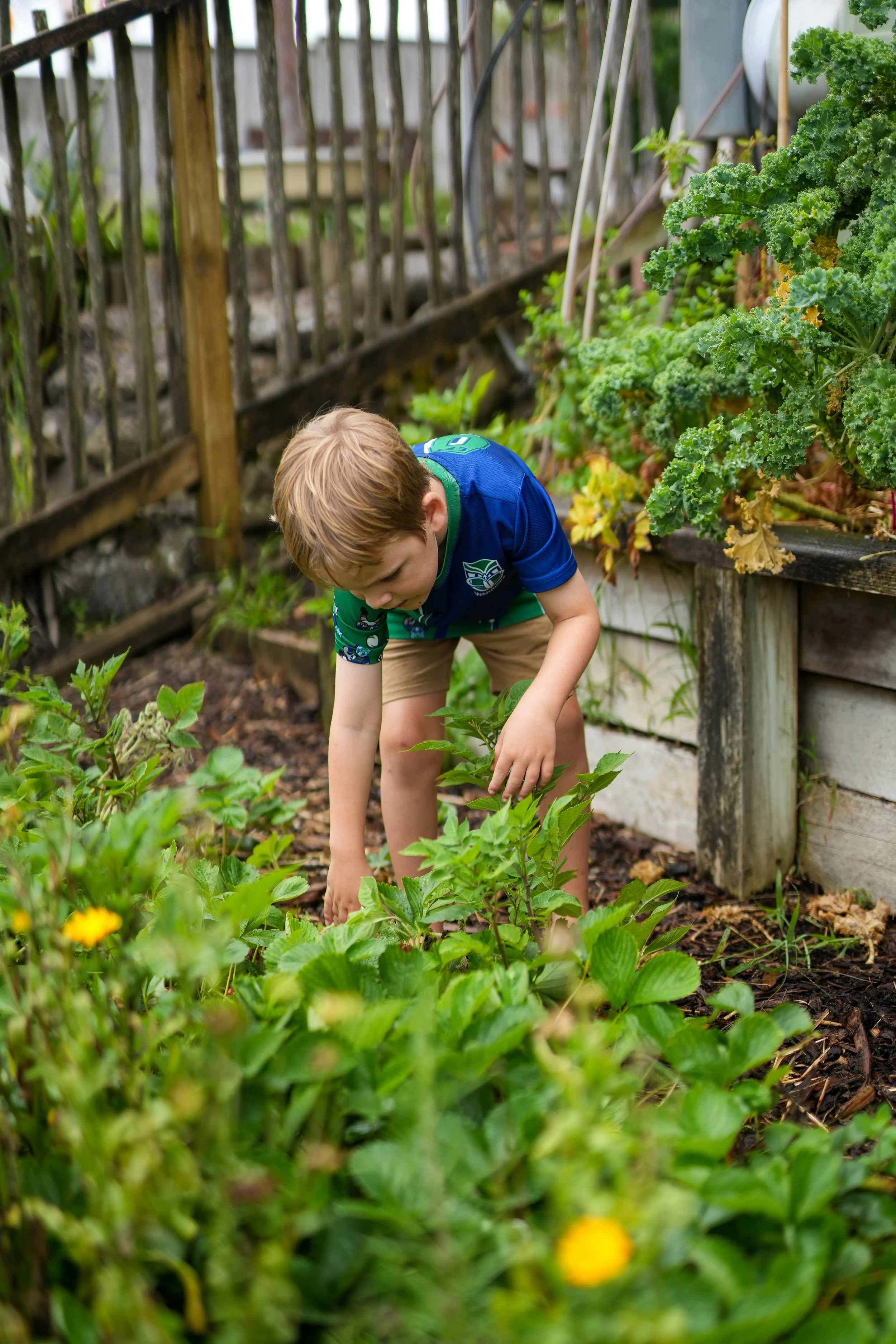 A young boy with light brown hair wearing a blue shirt and khaki shorts, gardening in a backyard with lush green plants and vegetables.