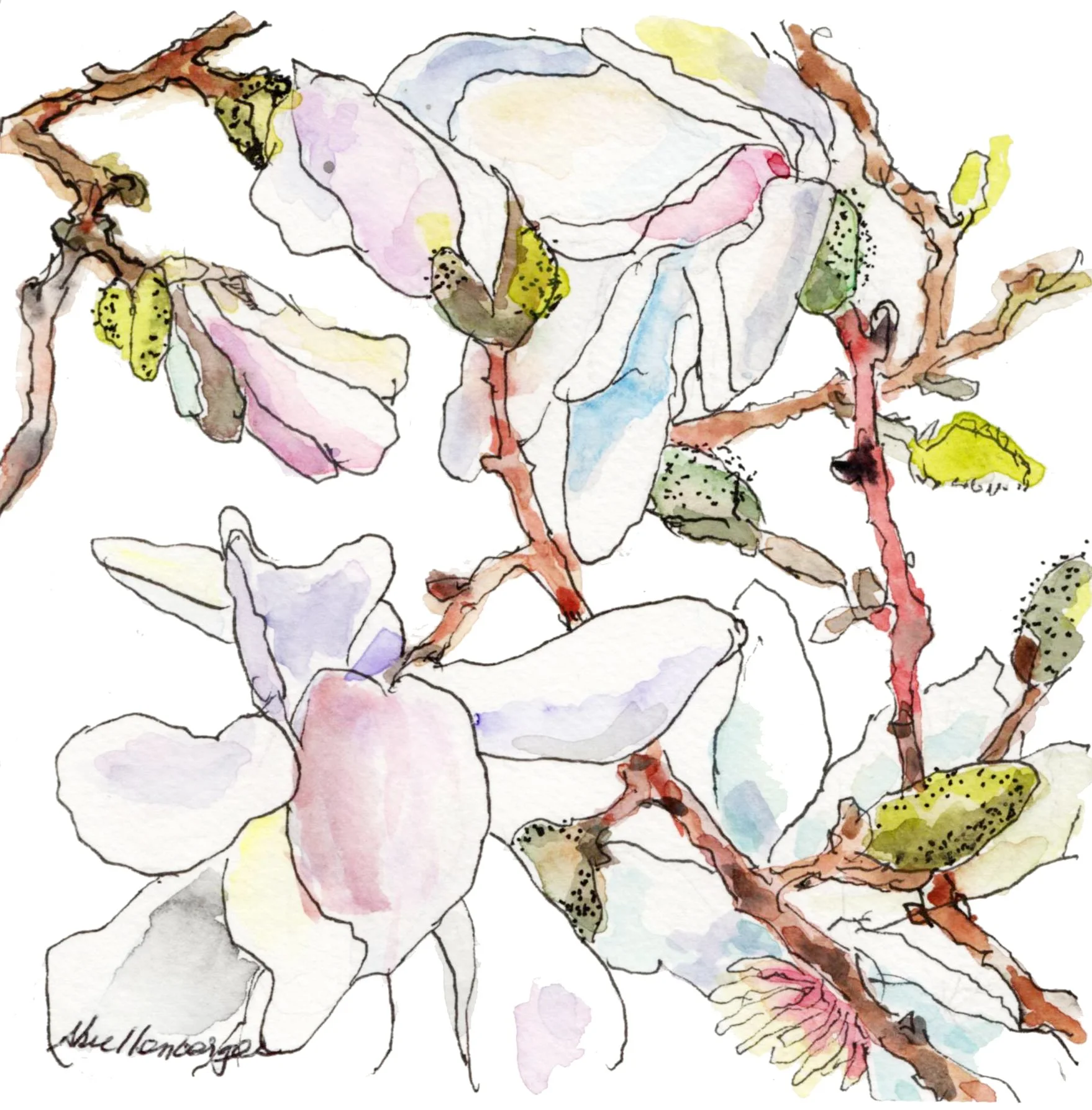 FORCED MAGNOLIAS