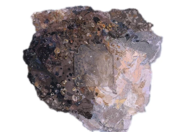 PETRIFIED PALM II
 
piece 16" x 20"
 
framed 25" x 28"