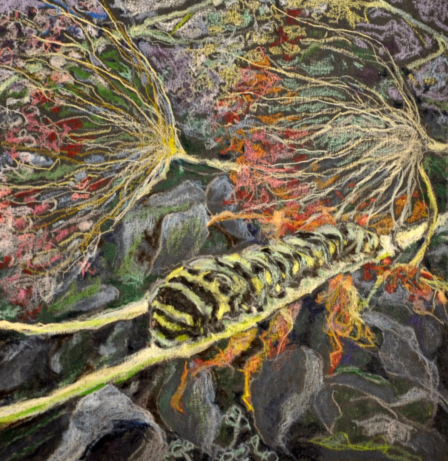 MONARCH CATTERPILLAR