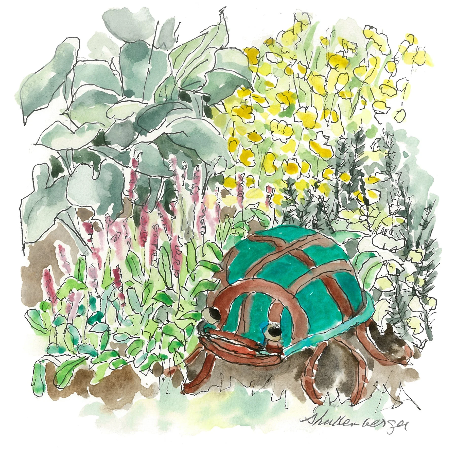 HORSESHOE TURTLE -   SOLD  