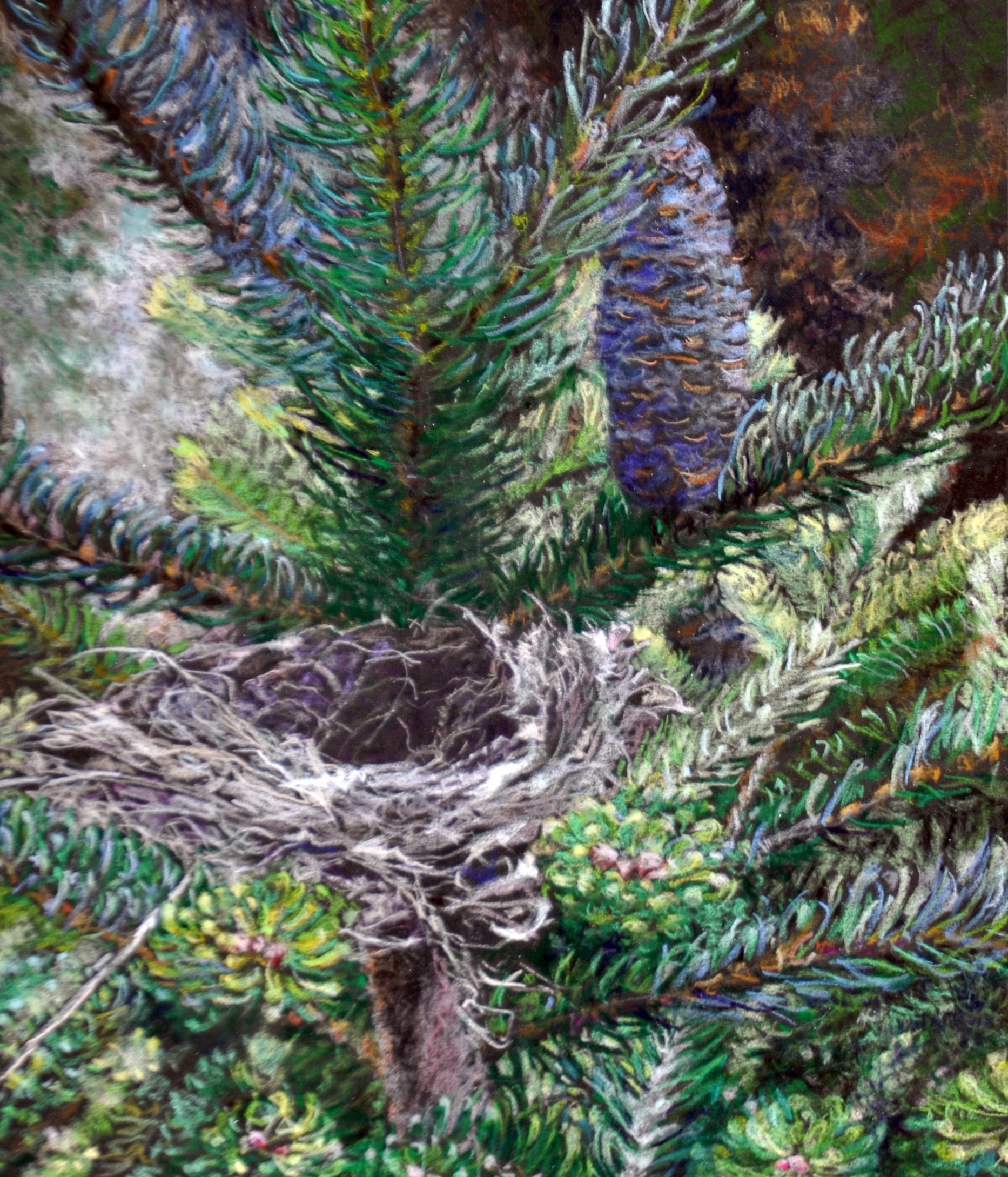 NESTED IN PINE TREES -   SOLD  
 
11" x 13" piece
 
20" x 22" framed