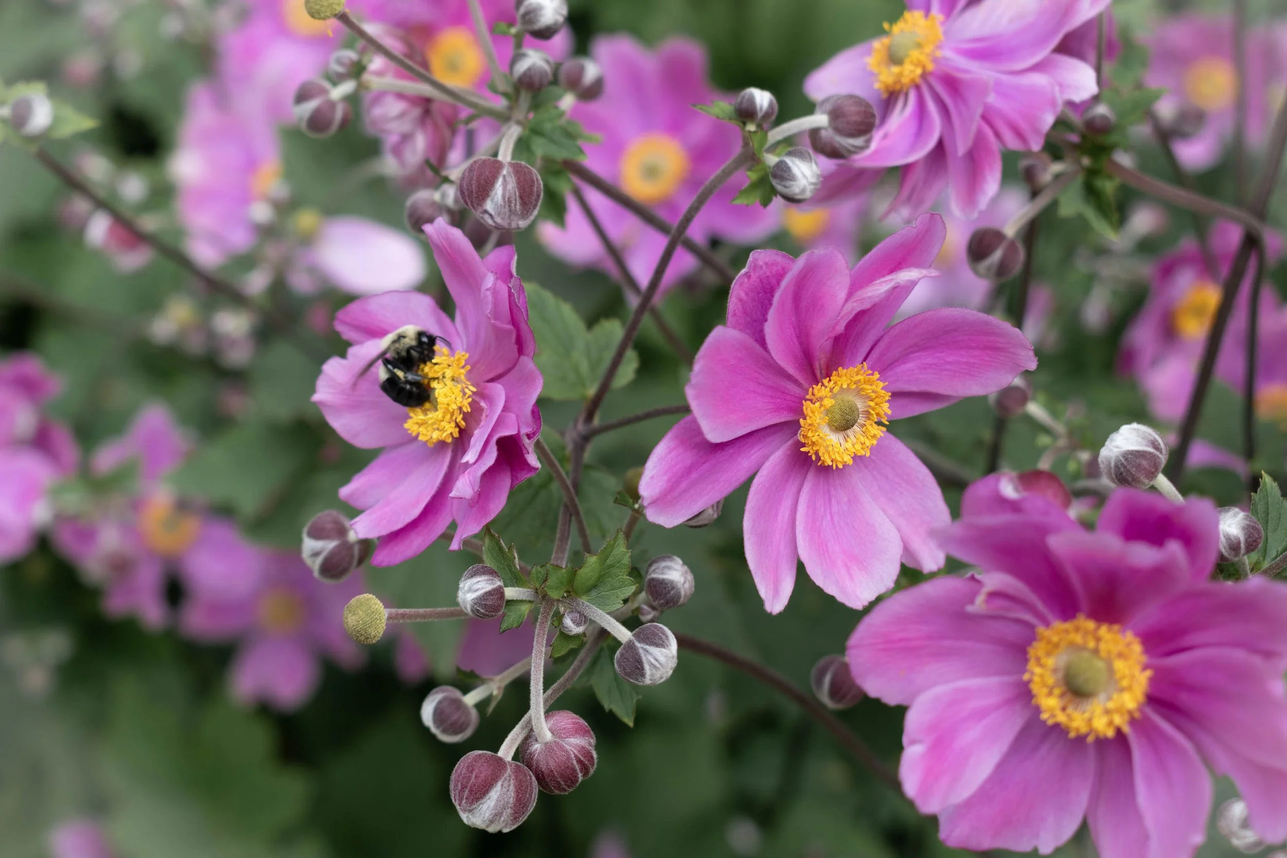 Japanese Anemone