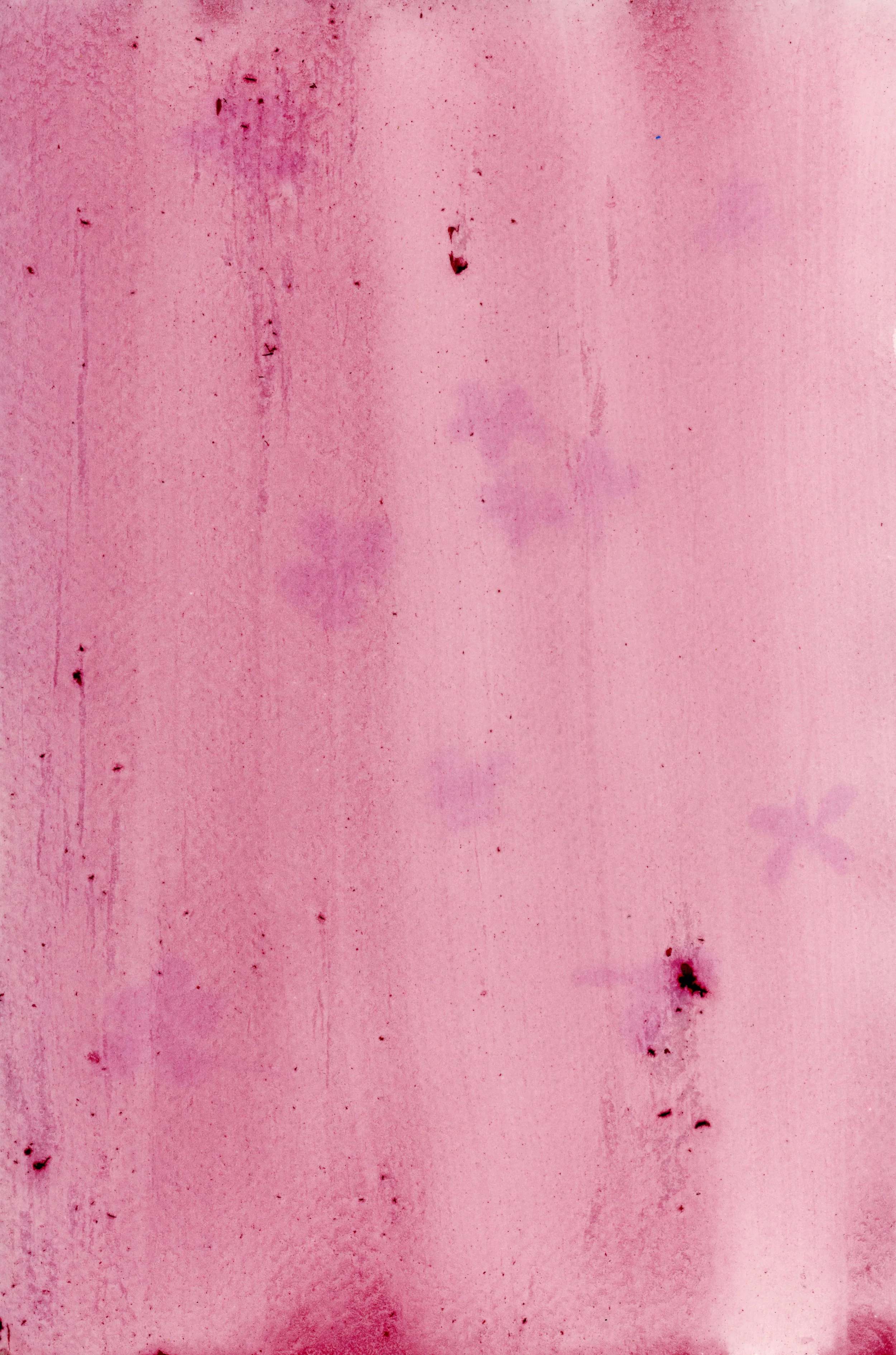 anthotype02 (1).jpg