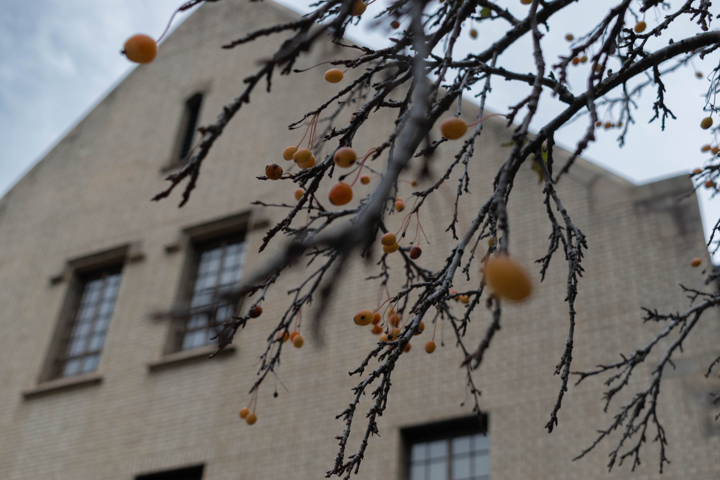 Crabapple