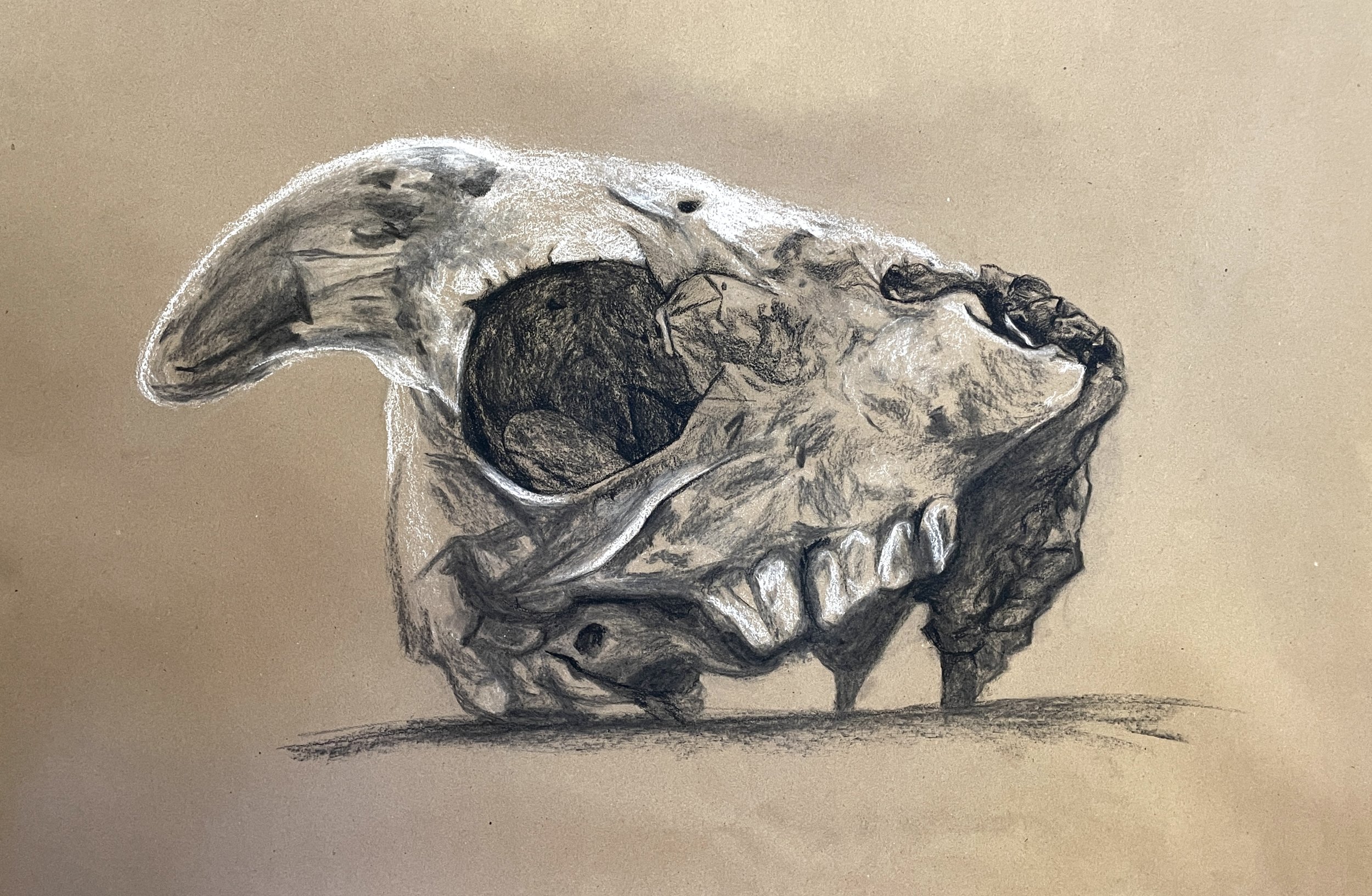 Skull (2024) charcoal, chalk.