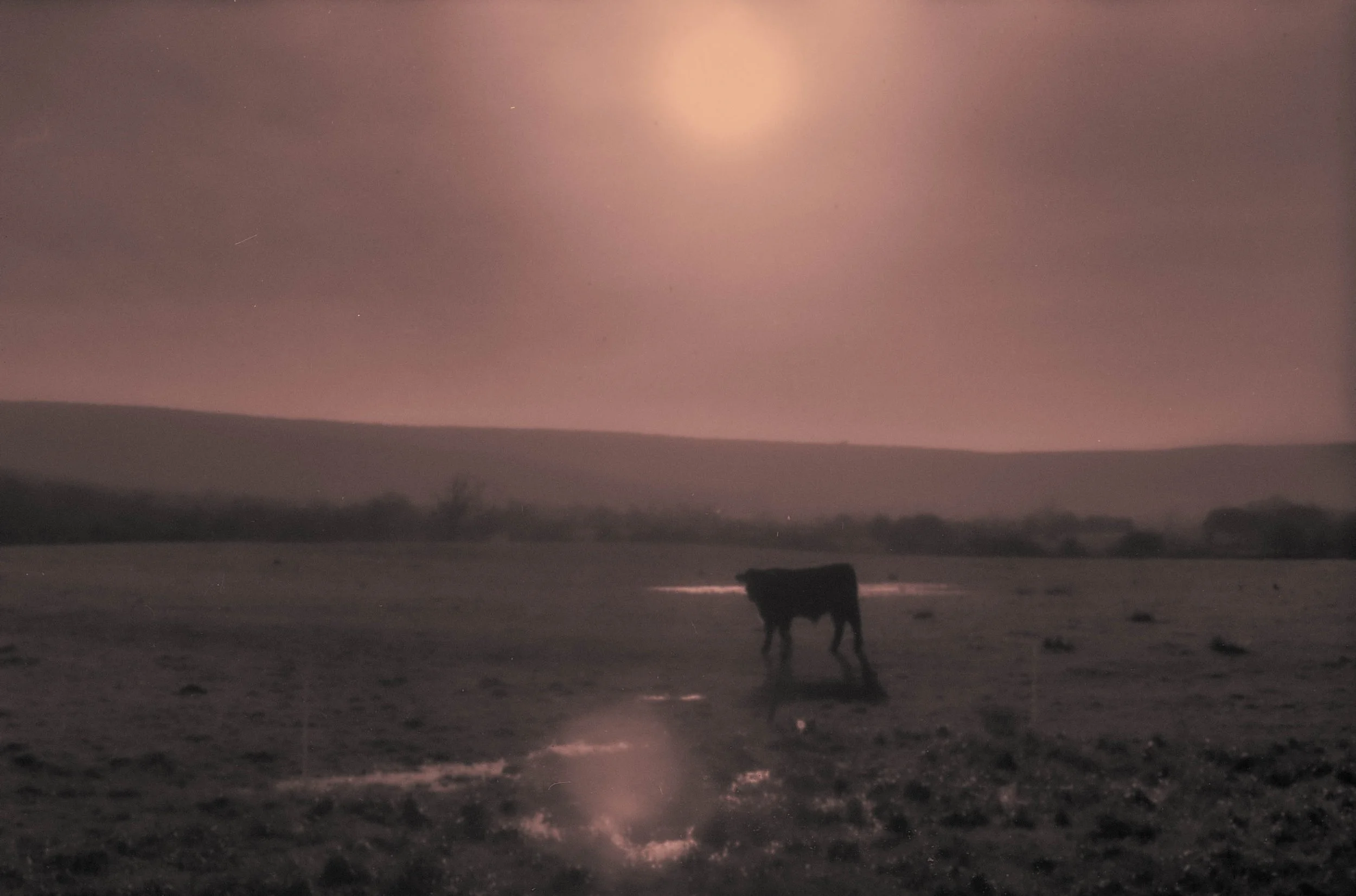 cow shadow copy (1).jpg