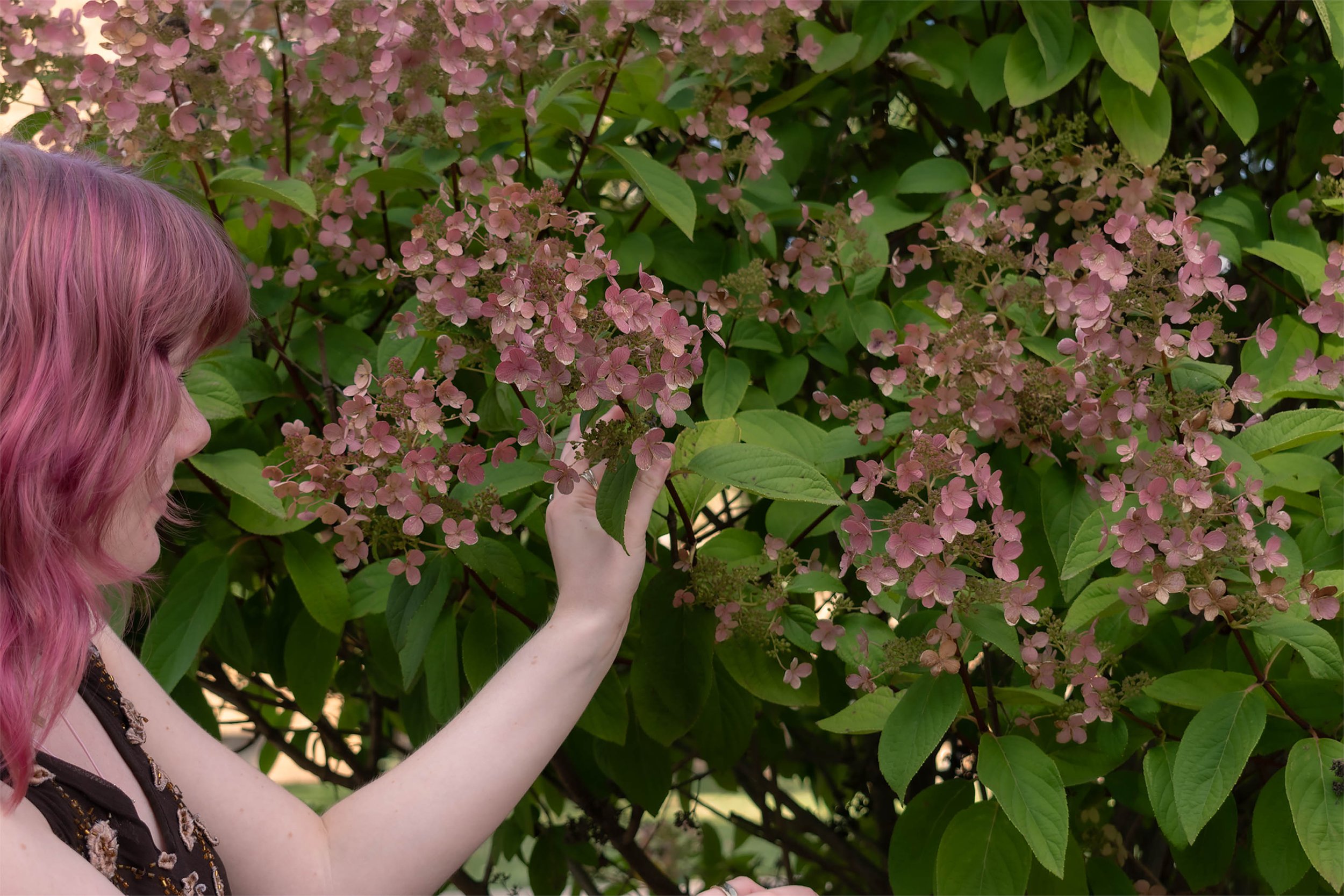 Hydrangea