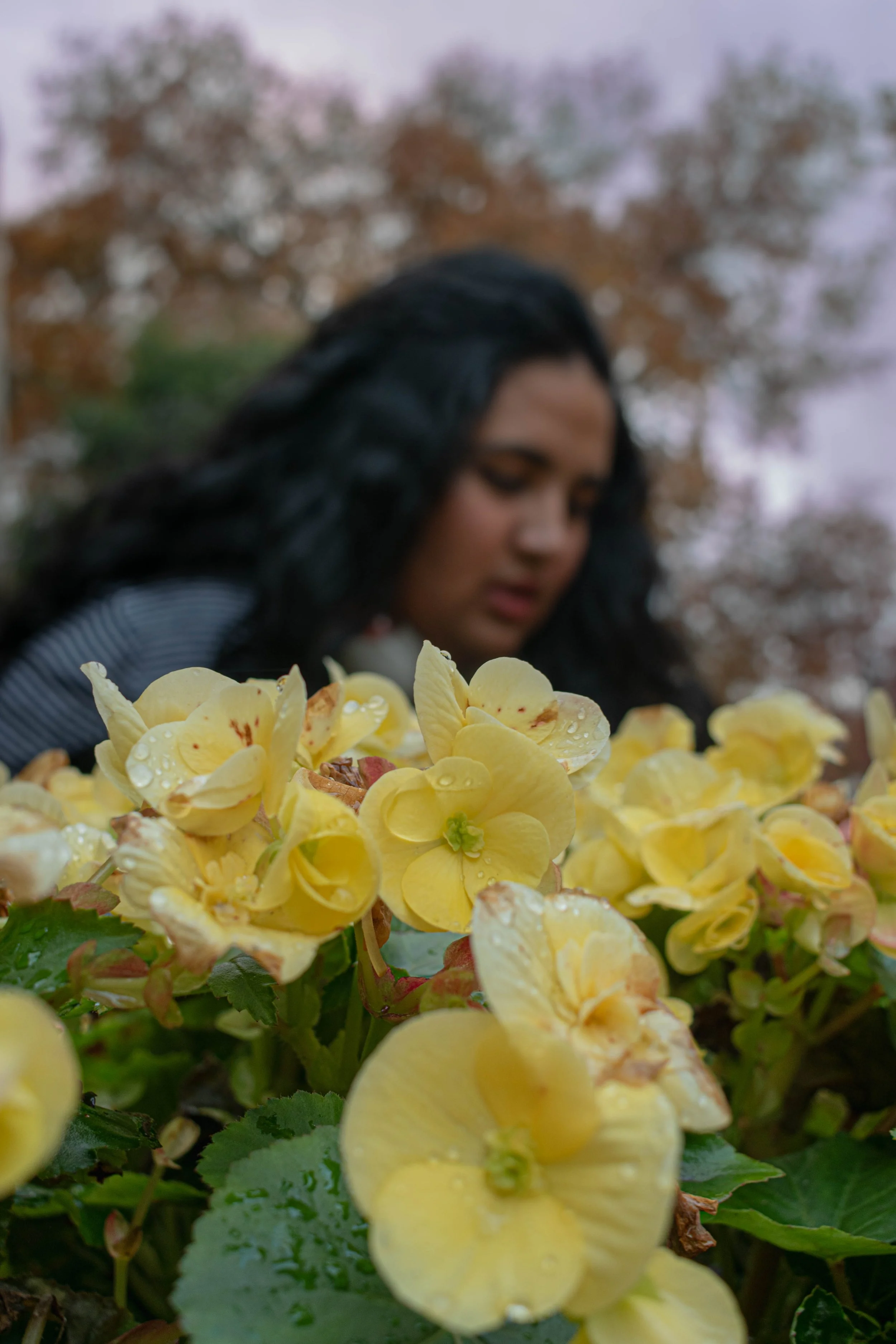 Begonia
