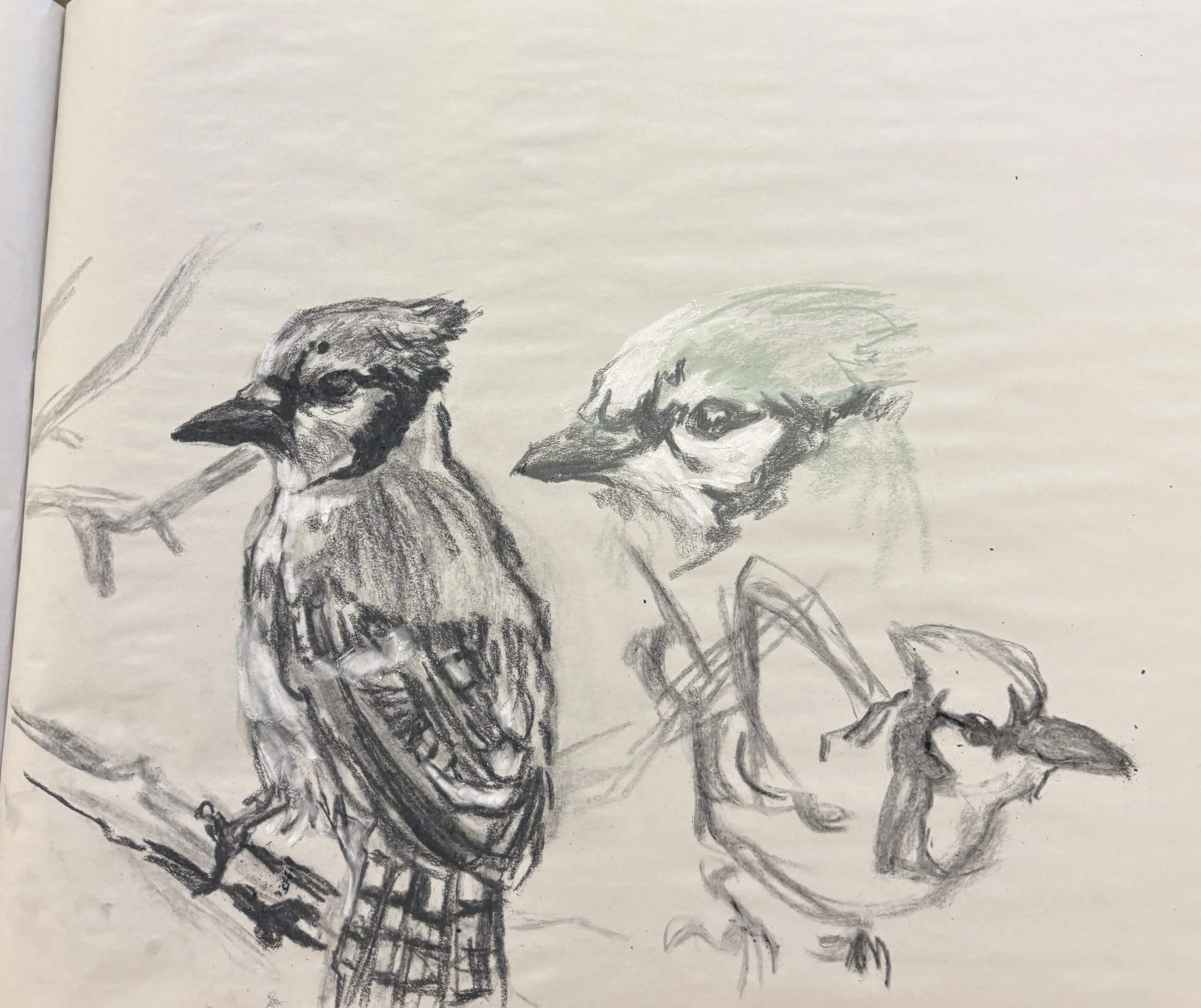 Jay Studies (2026) charcoal, conte crayon.