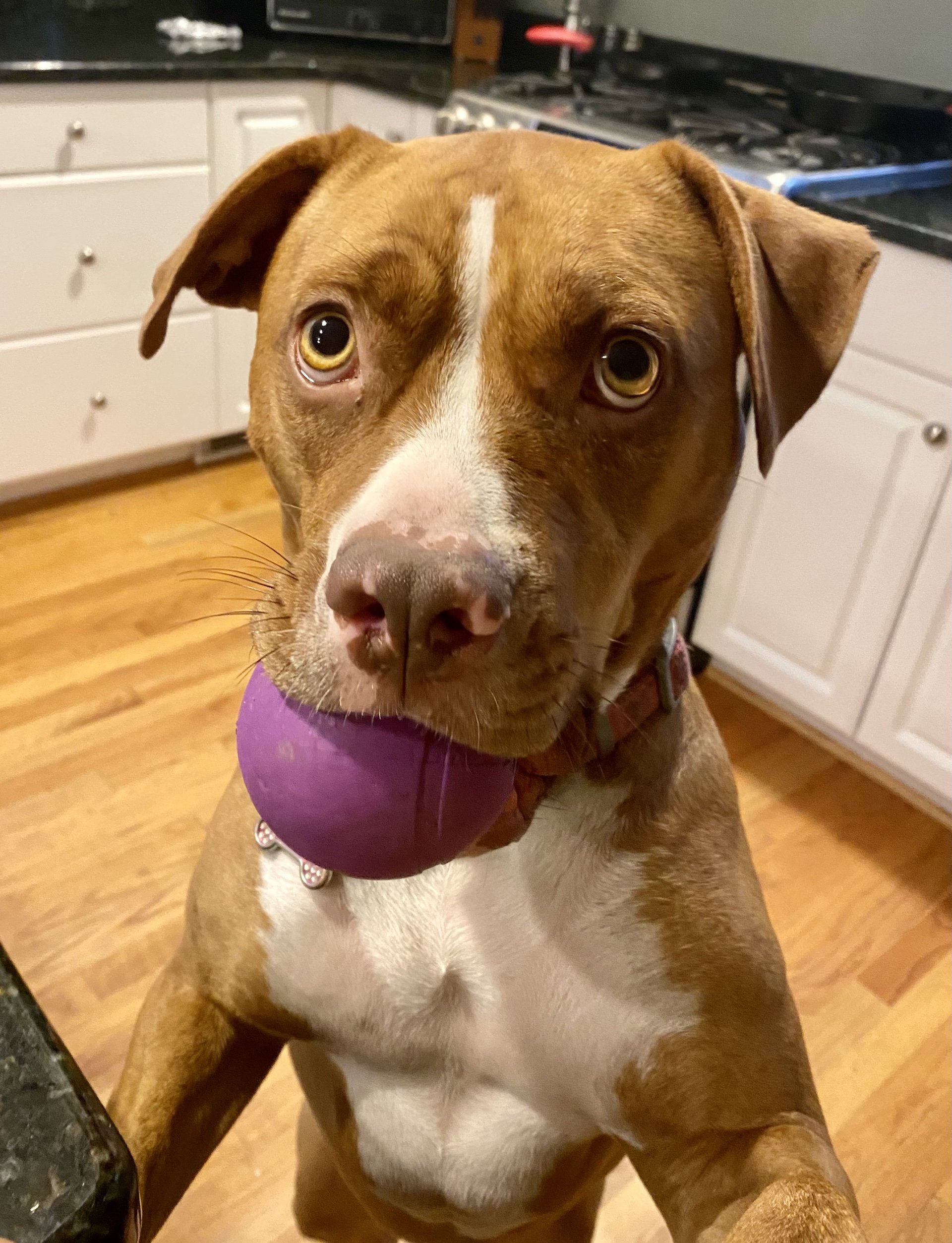 A brown and white dog with a purple ball in its mouth, standing on its hind legs in a kitchen.