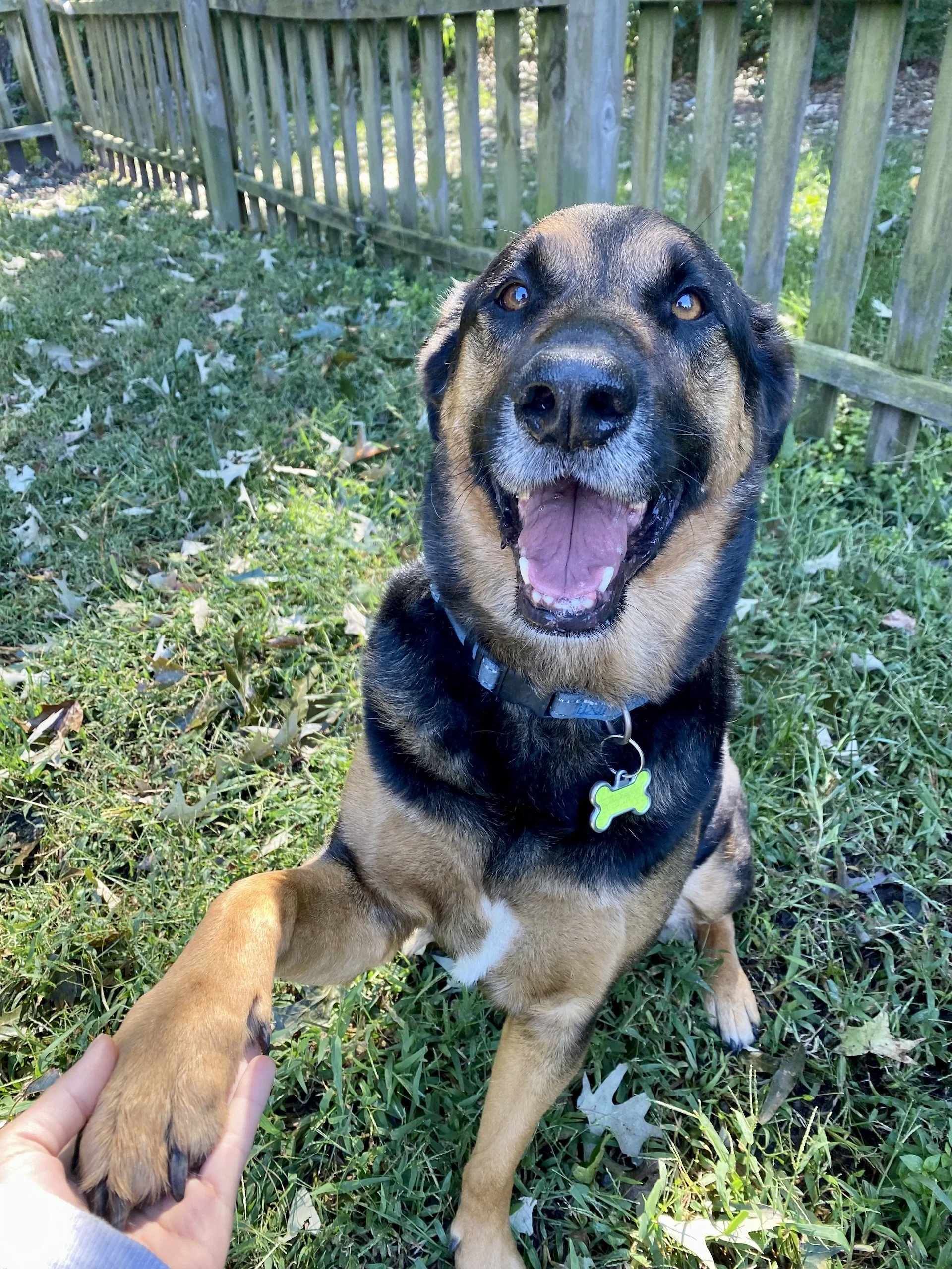 A happy German Shepherd mix dog sitting on grass, giving a high-five.