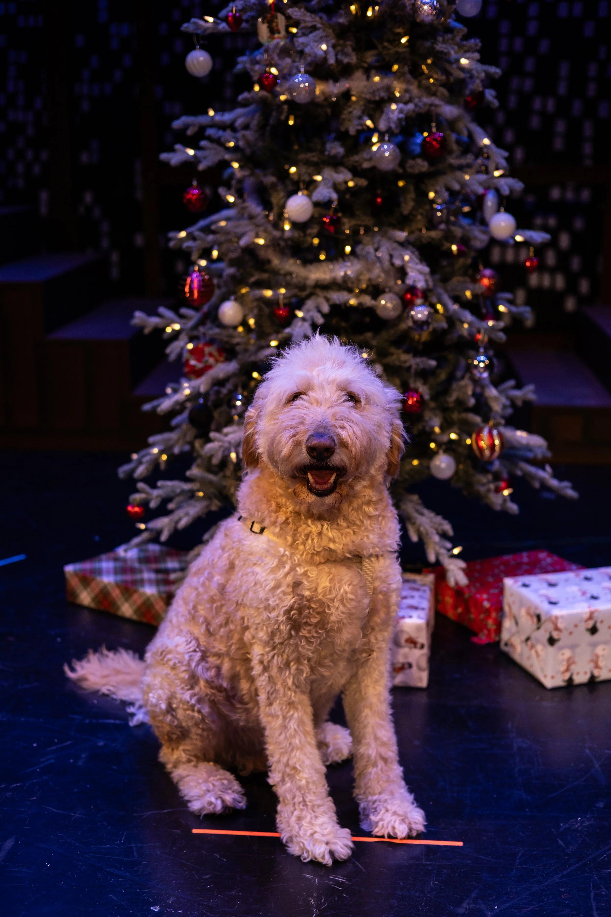 A fluffy, light-colored dog sitting in front of a decorated Christmas tree with presents underneath.