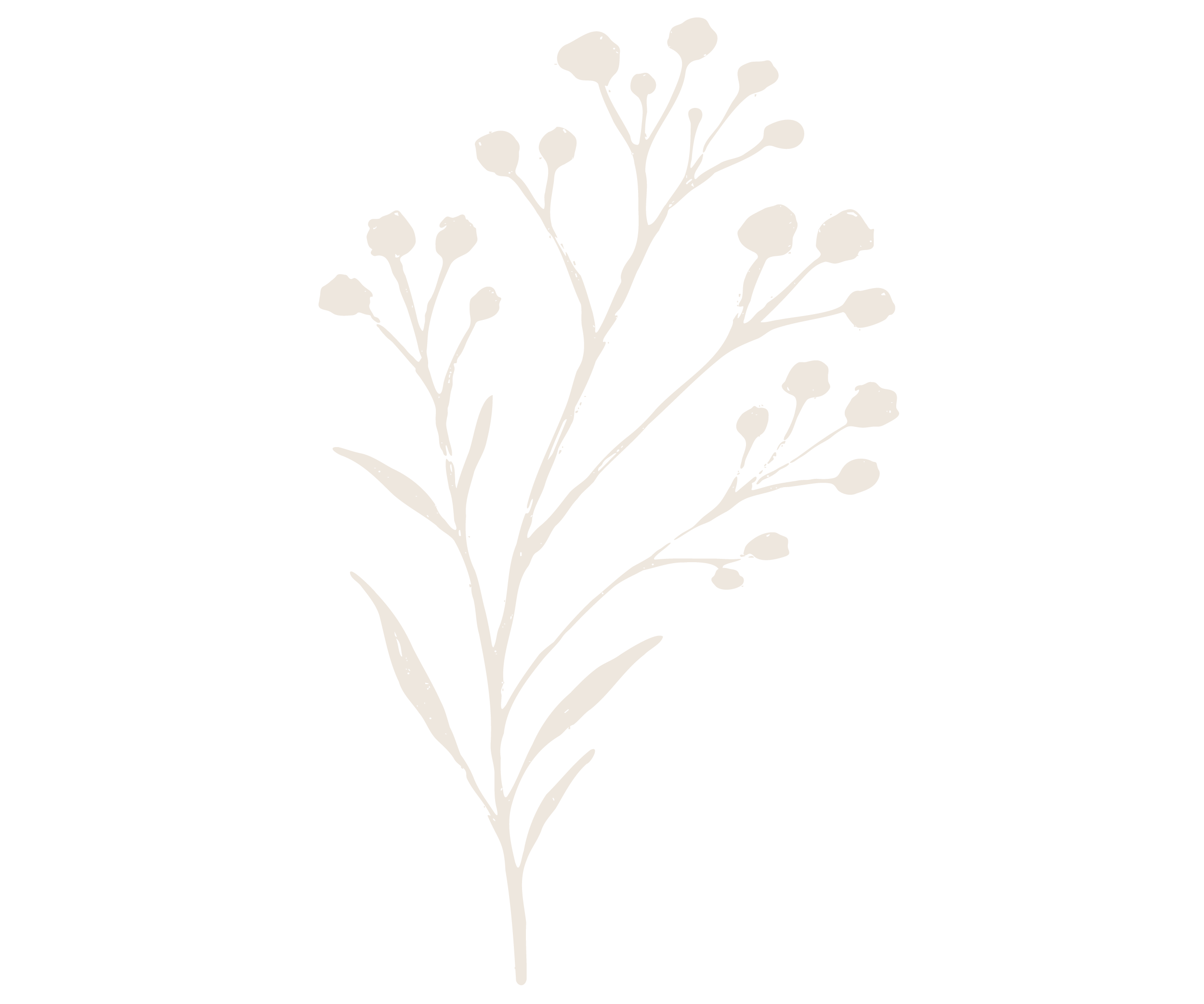 Minimalist illustration of a botanical sprig with small round flower buds on thin stems against a black background.
