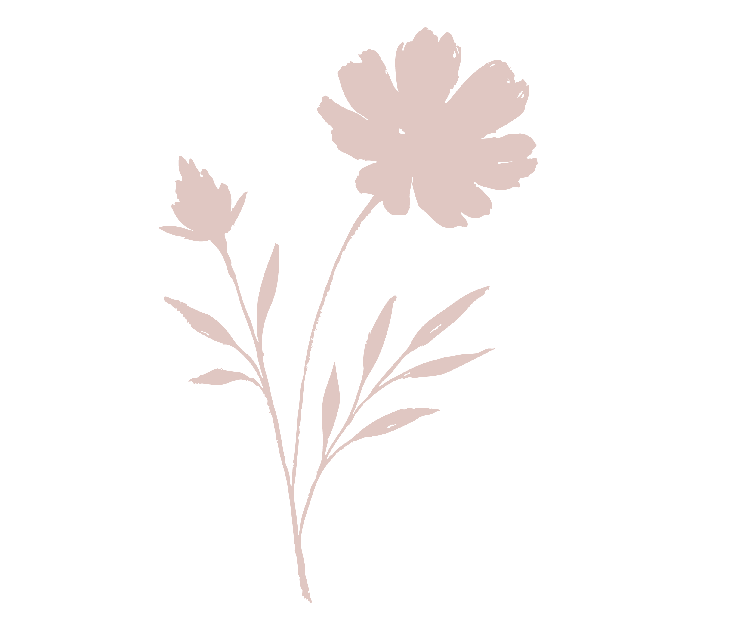 A pink flower with three large petals, a smaller bud, and several elongated leaves on a black background.