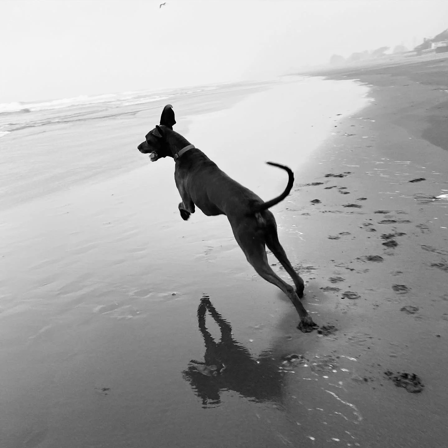 Dog jumping on beach 