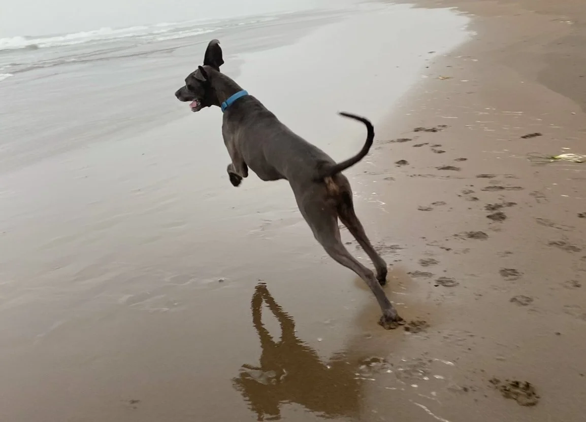 A big dog leaping in the air at the  beach 