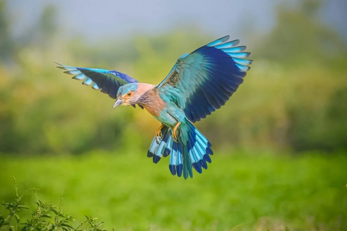 Spring Break Camp: Animal Olympics – Grand Rapids, MI