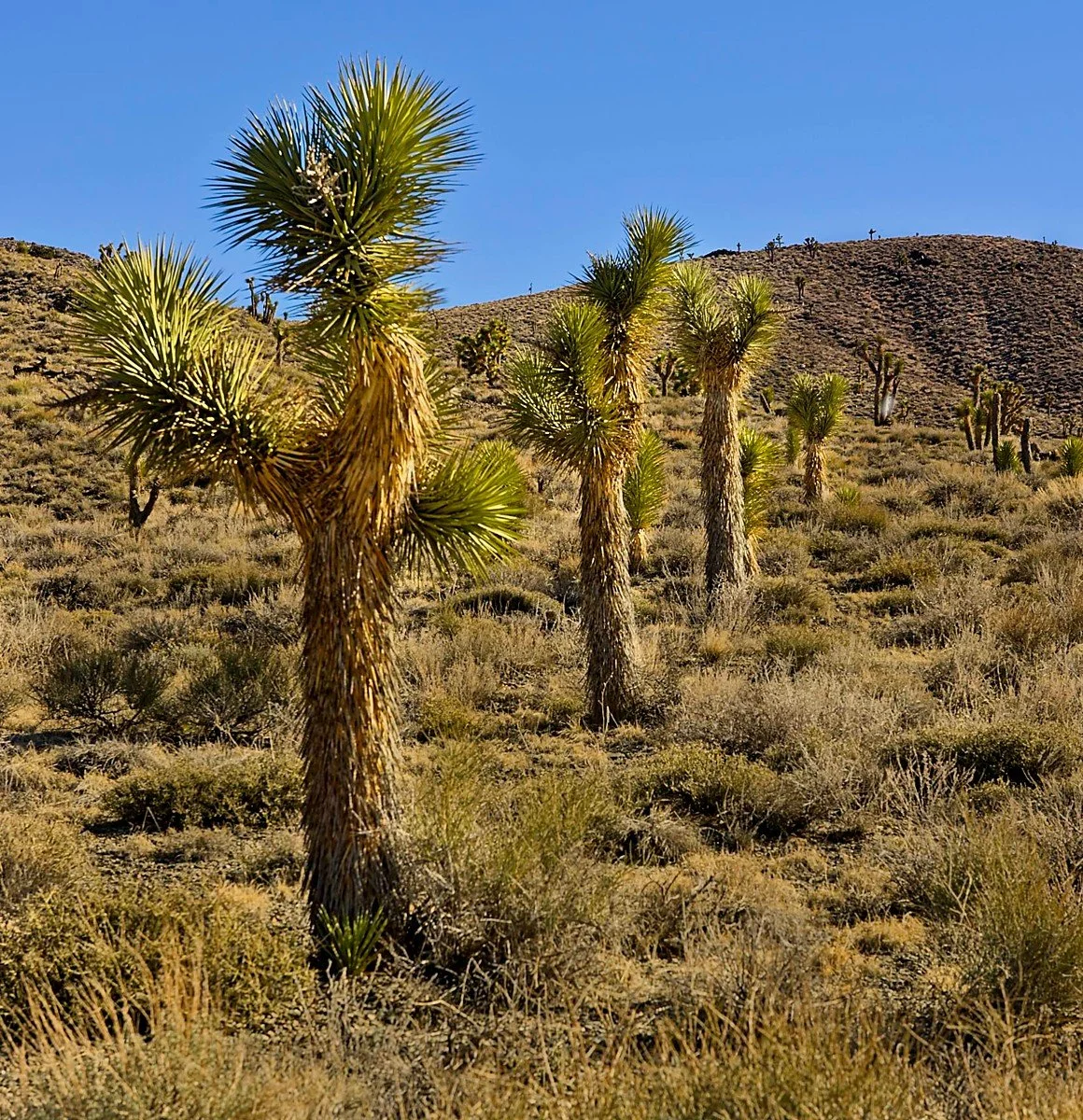 Joshua Trees.jpg