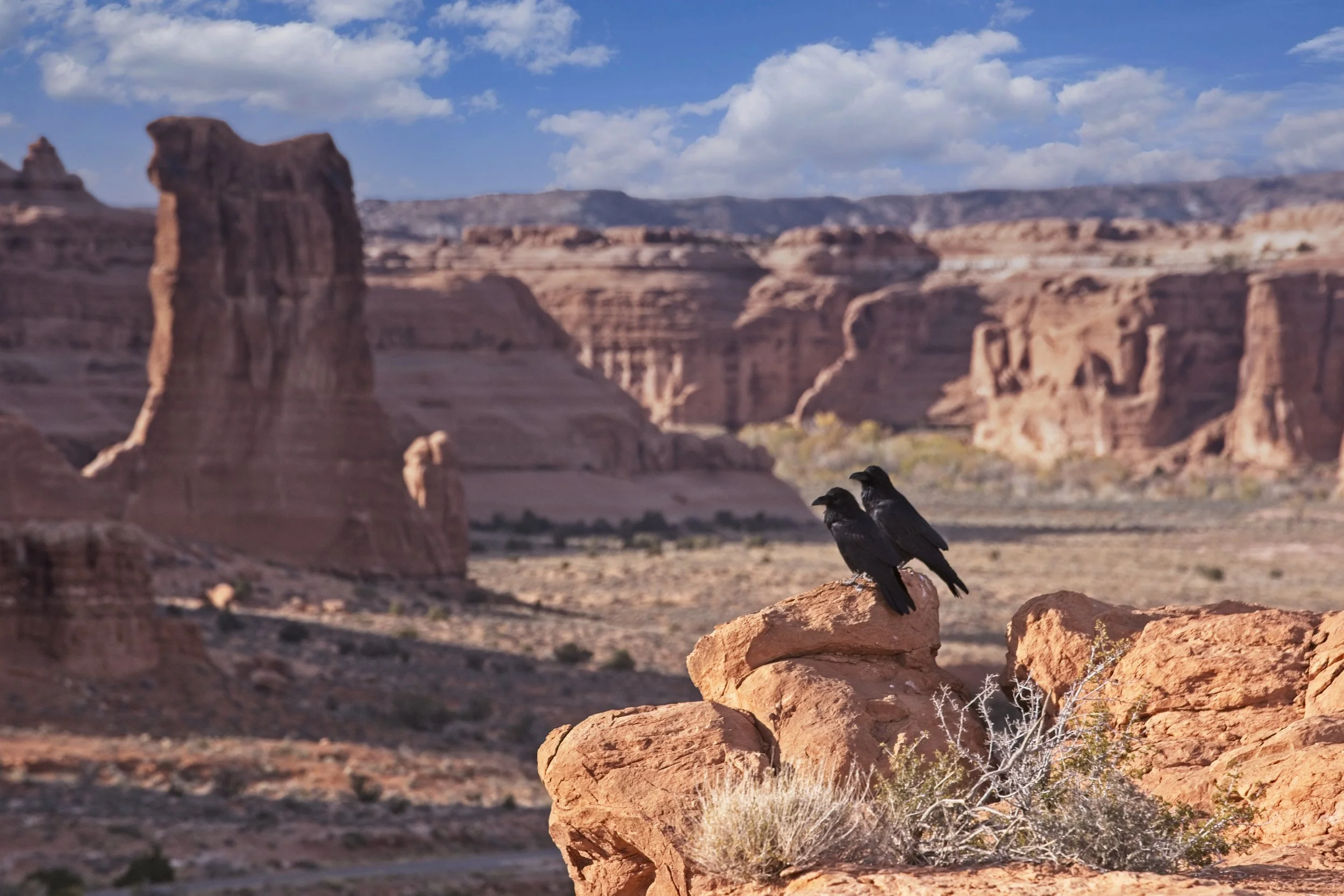 The King and Queen.jpg