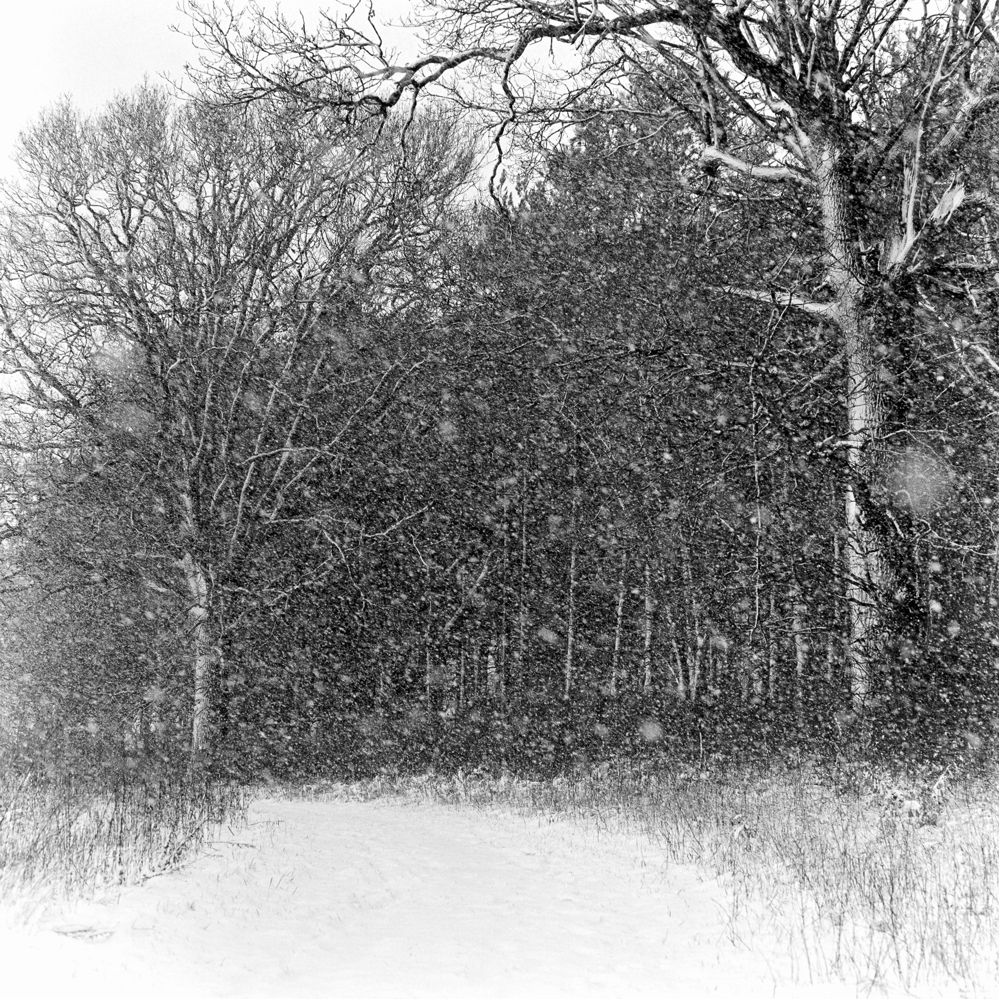 Campsea Ashe, Suffolk, In The Snow, Feb 2021 Study 1.jpg