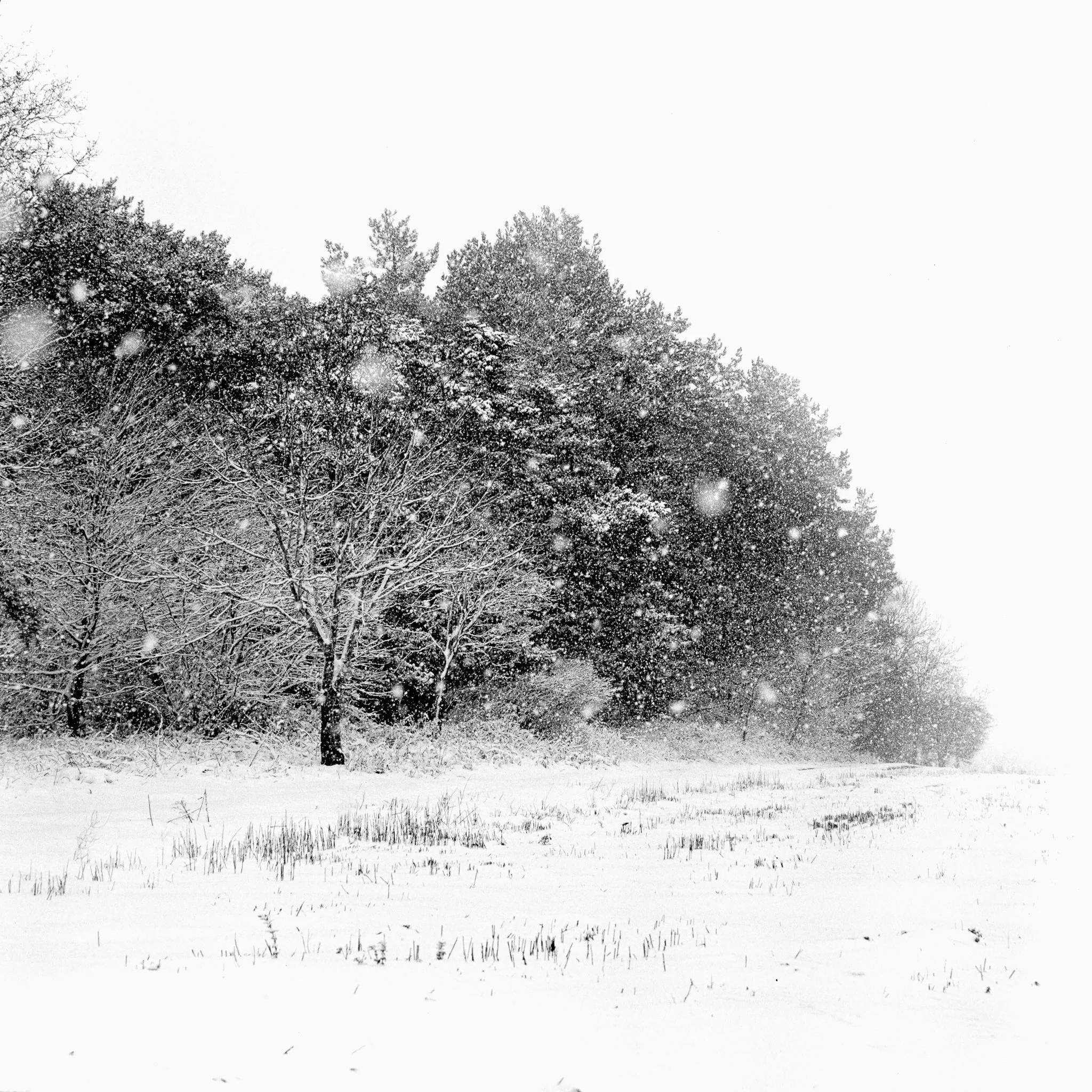 Campsea Ashe, Suffolk, In The Snow, Feb 2021 Study 5.jpg