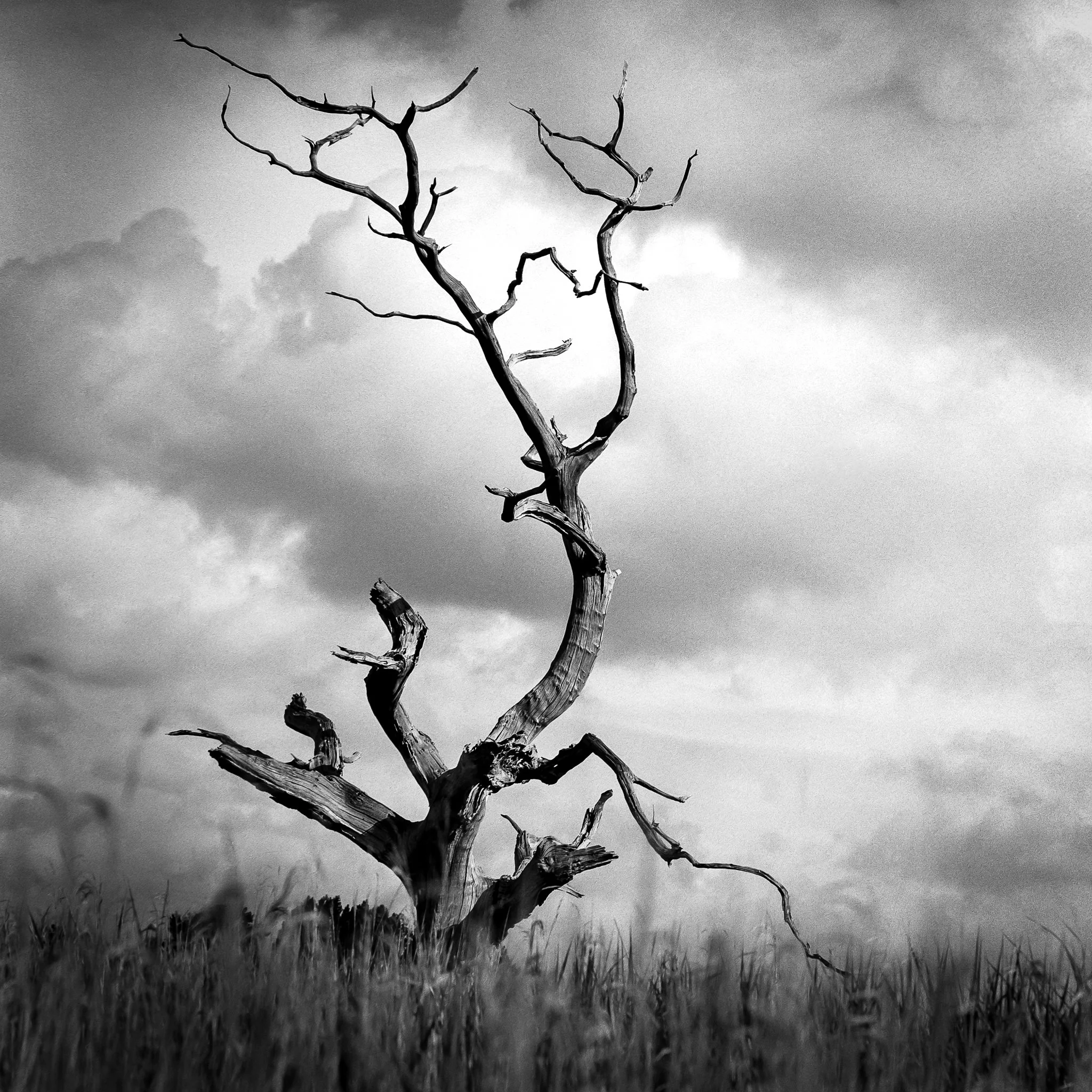 Alone Tree, Study 2, Iken, Suffolk.jpg
