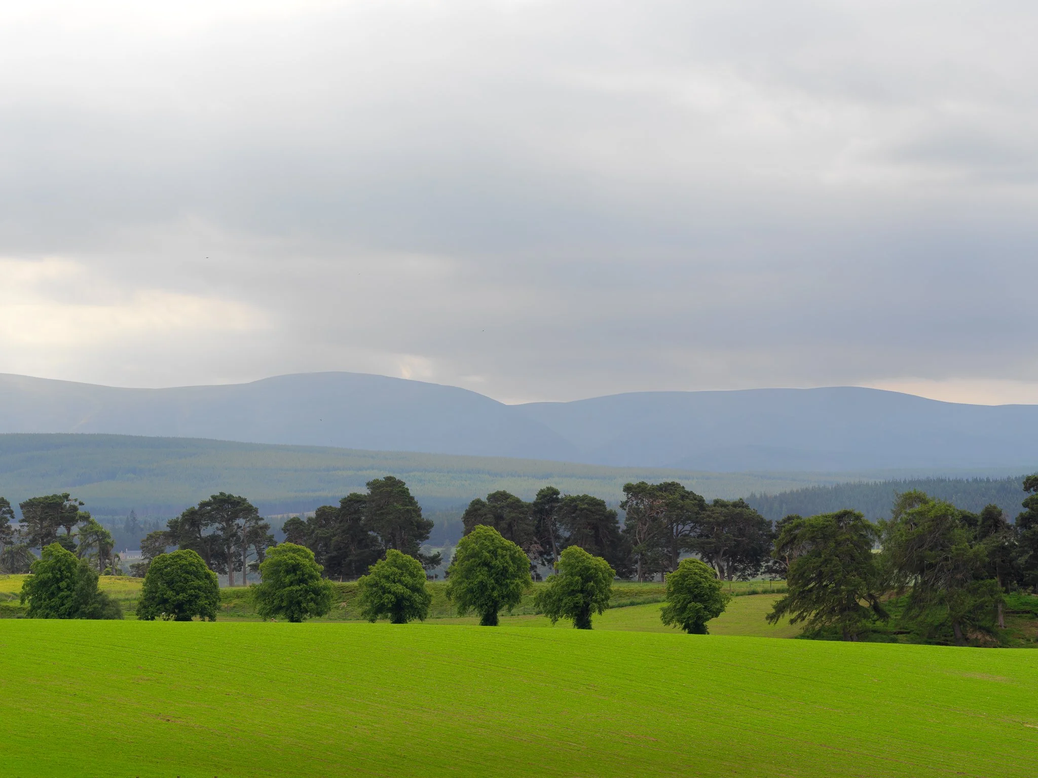 Trees Of Lynchat A9.jpg