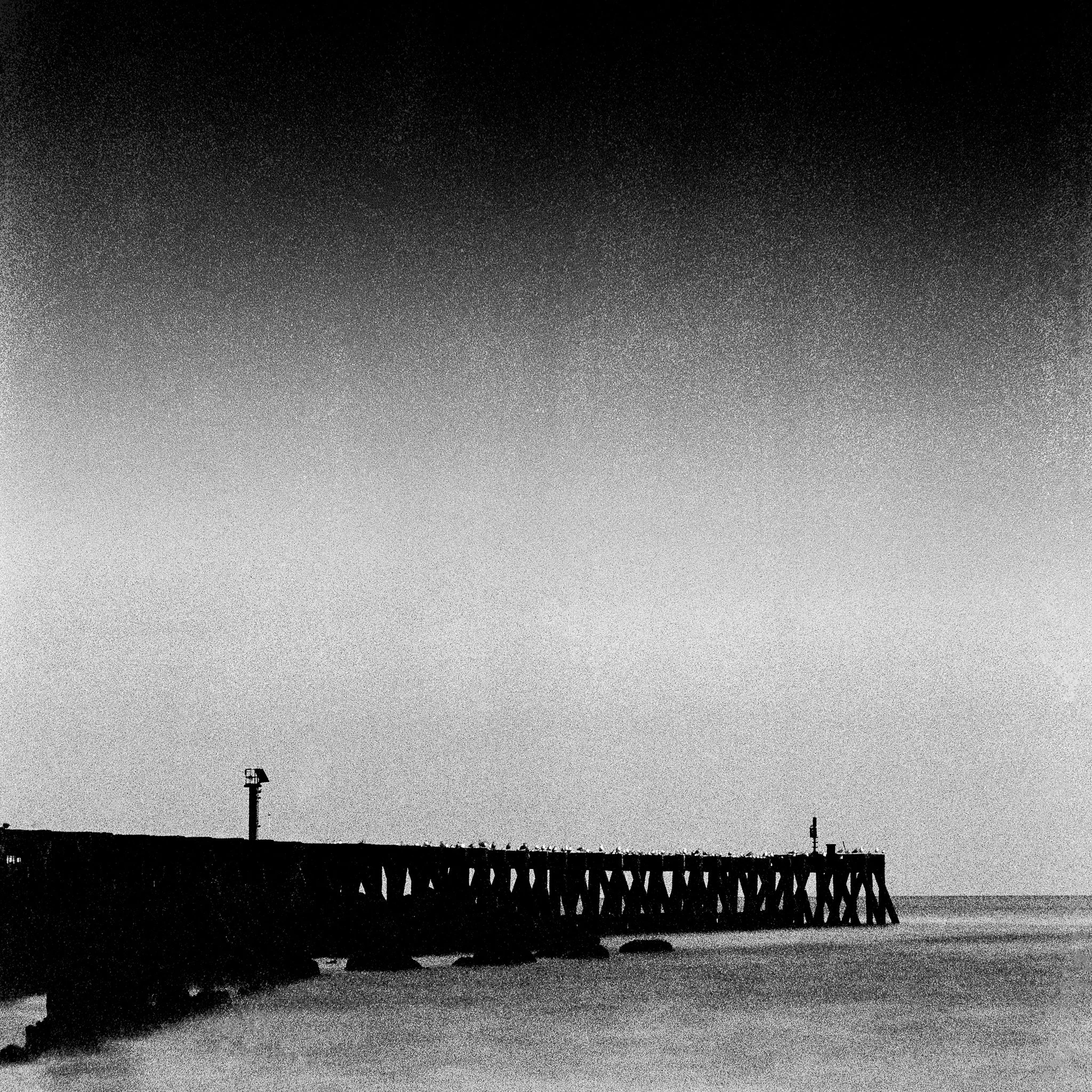 Sitting Gulls, Walberswick, Suffolk.jpg