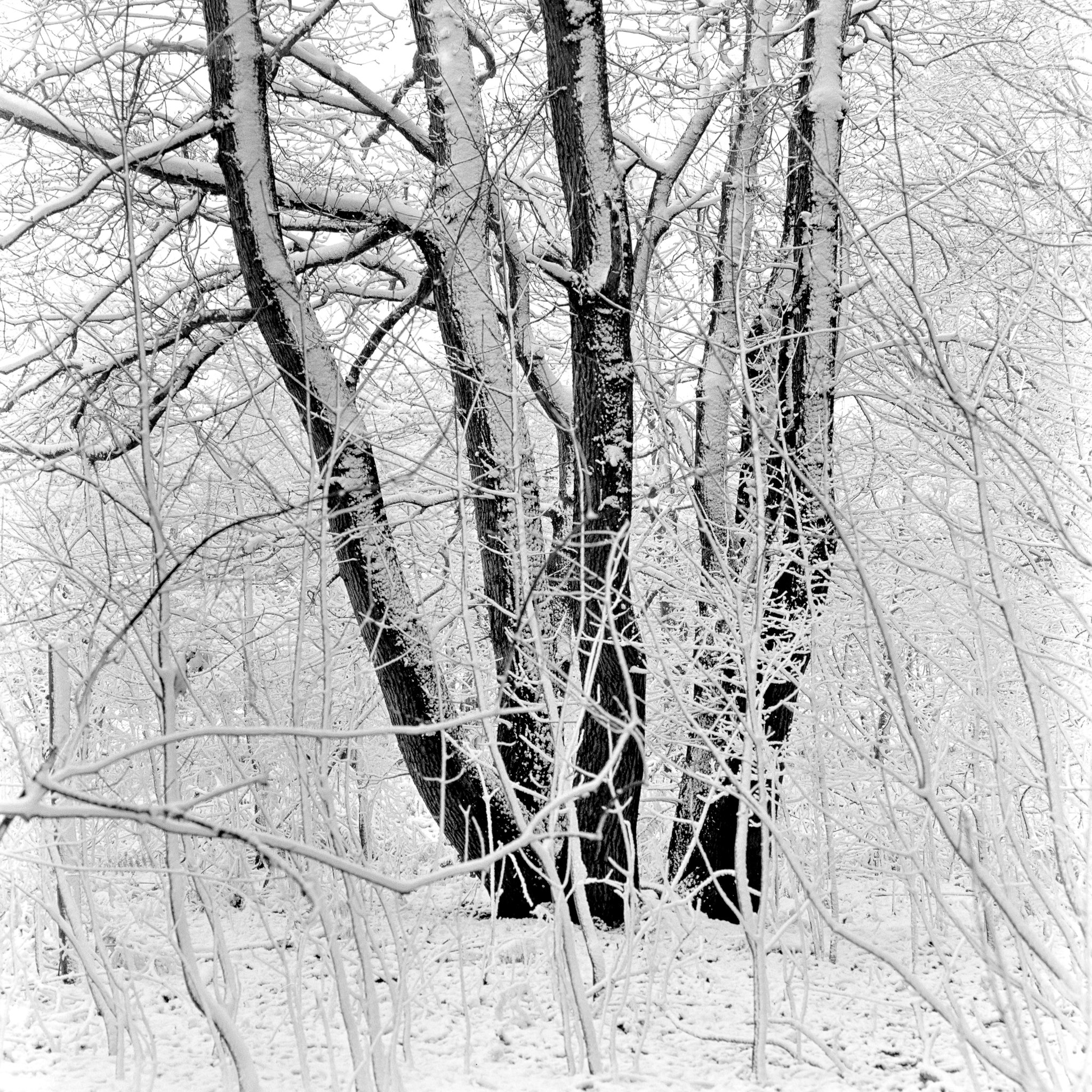 Campsea Ashe, Suffolk, In The Snow, Feb 2021 Study 3.jpg