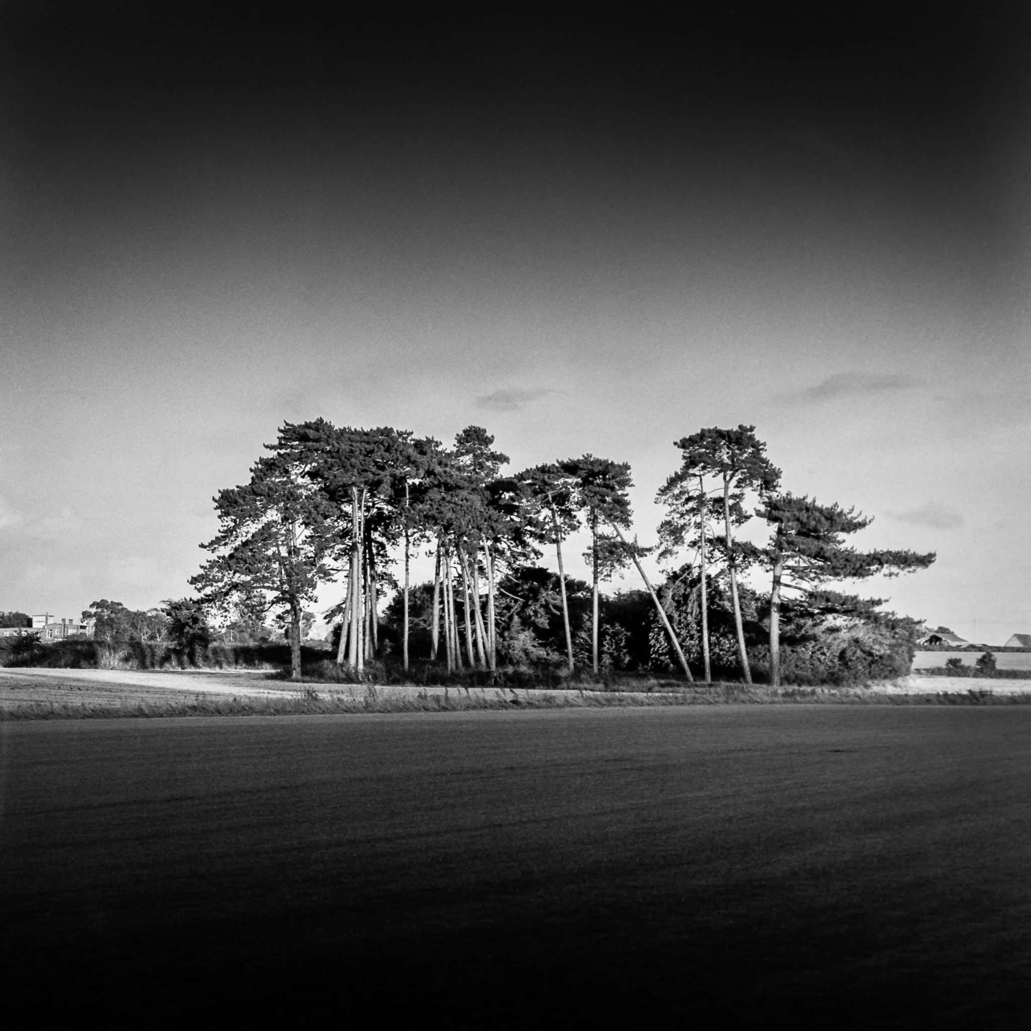 Spinny Of Trees, Orford, Suffolk.jpg