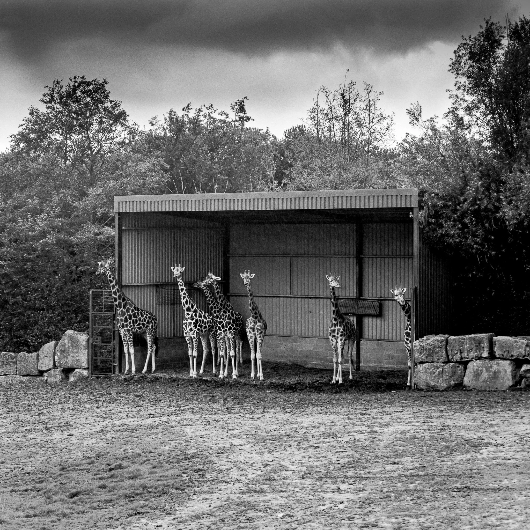 Has It Stopped Yet? Longleat, Warminster.jpg