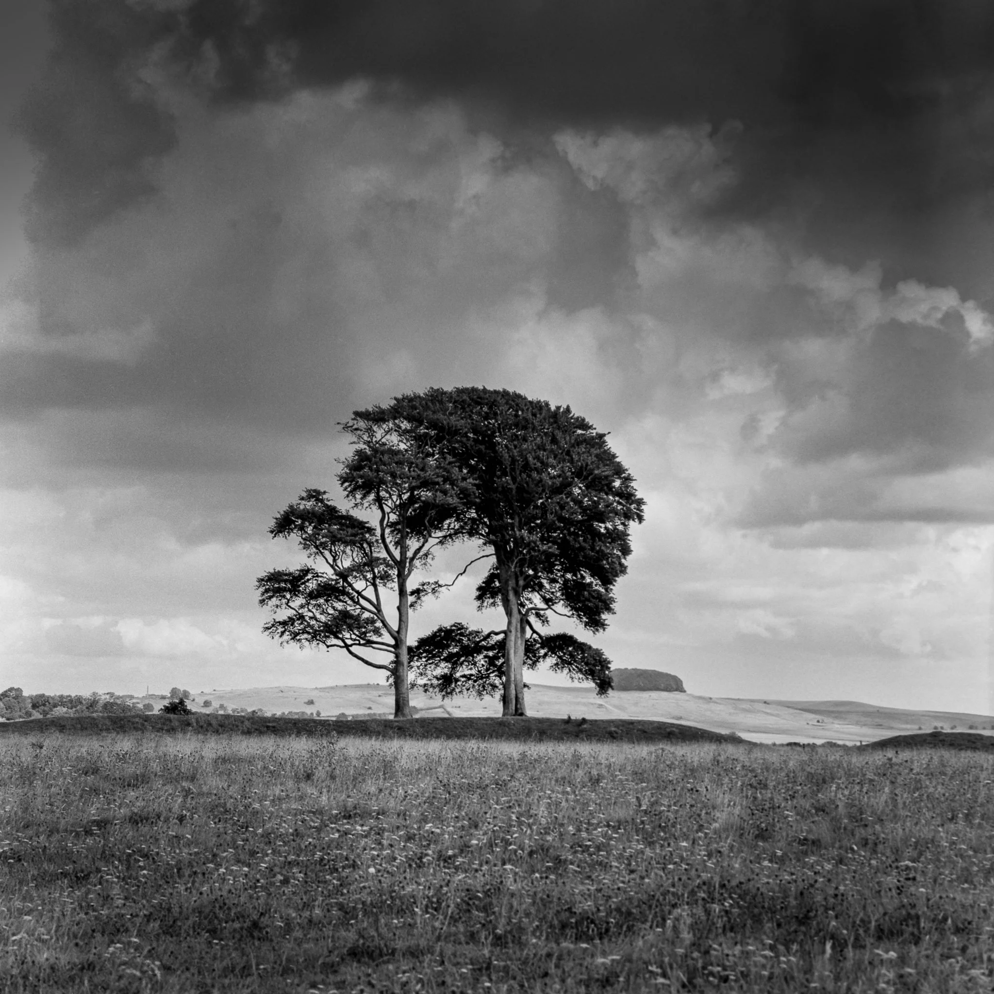 Beech Tree's, Oliver's Castle Fort, Devizes, Wiltshire.jpg