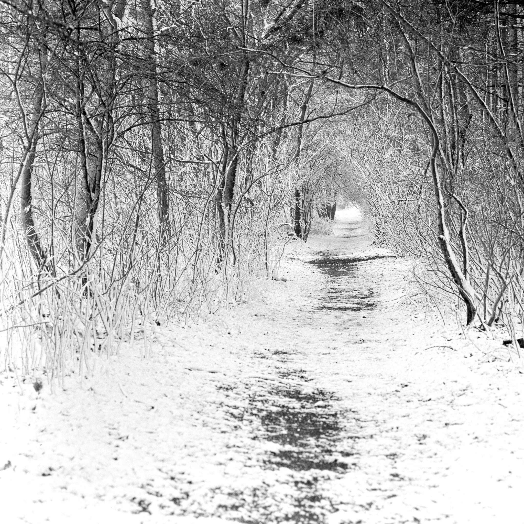 Campsea Ashe, Suffolk, In The Snow, Feb 2021 Study 2.jpg