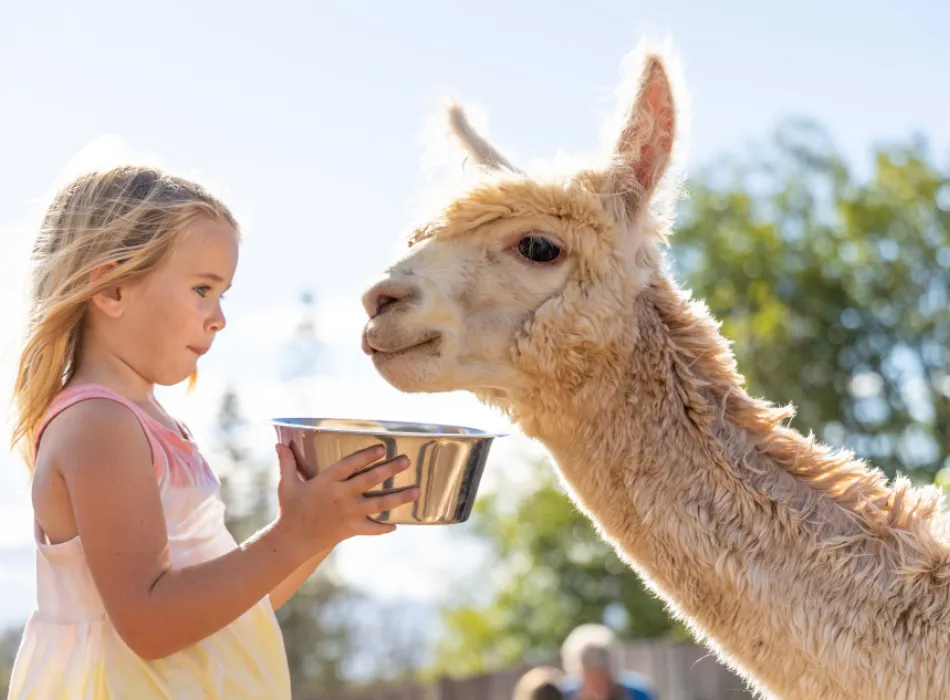 Children visiting alpacas at an Upcountry Maui alpaca farm
