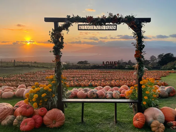 Kids exploring the pumpkin patch at Kula Country Farms on Maui