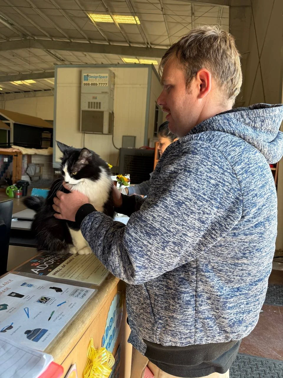 A person in a grey sweatshirt pets a black and white cat sitting on a counter top.