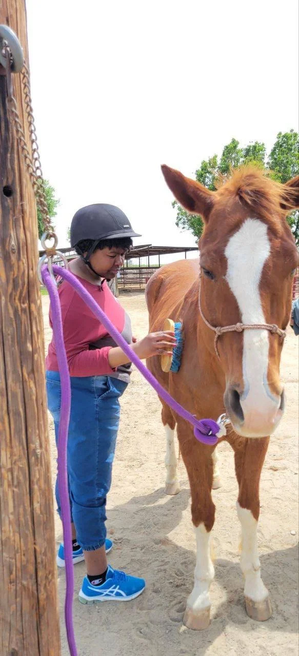 A person in a red and grey sweater and jeans brushes a chestnut horse with a while stripe down their nose.