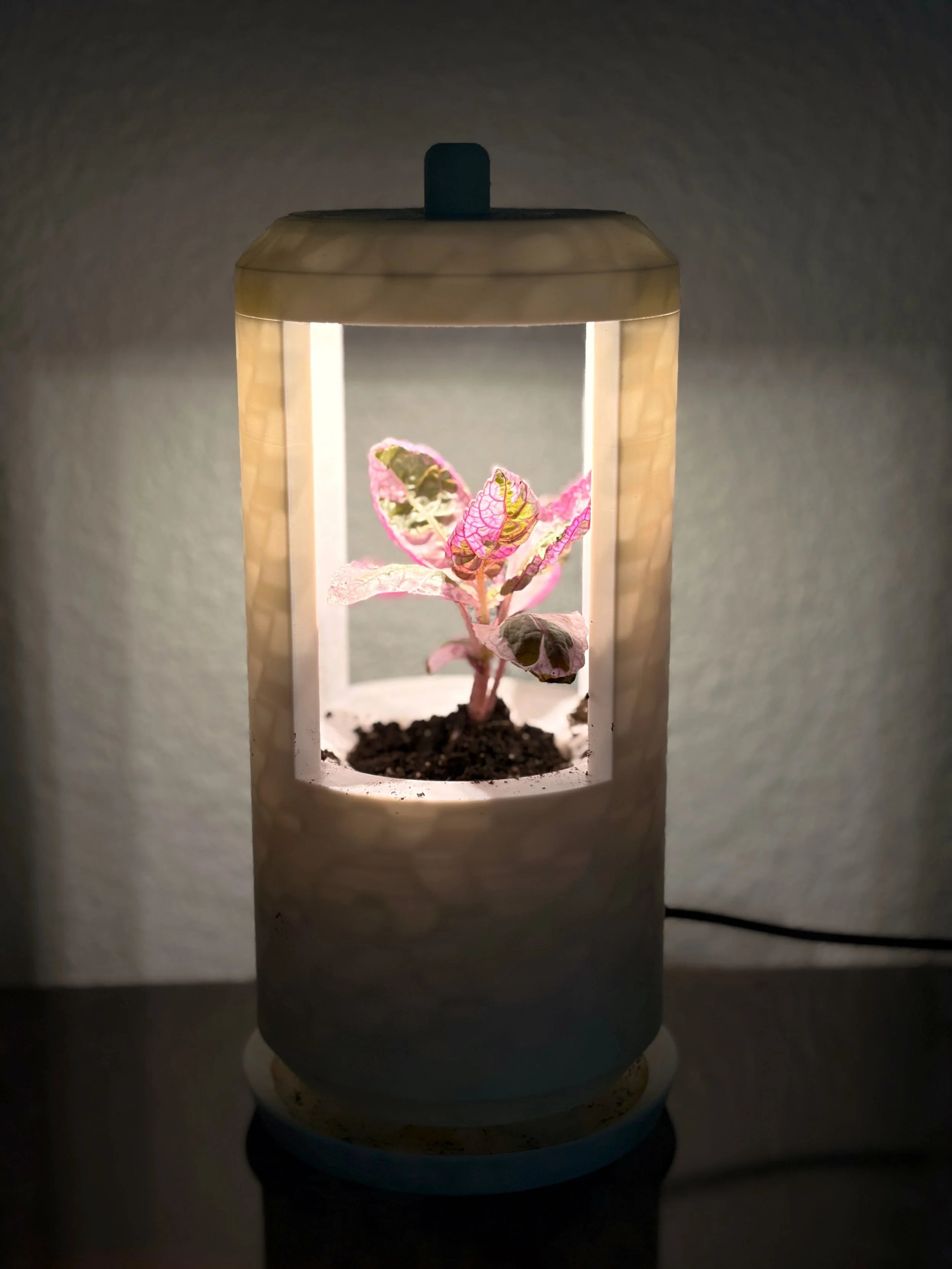 A belgian waffle plant in a small lit up grow pot