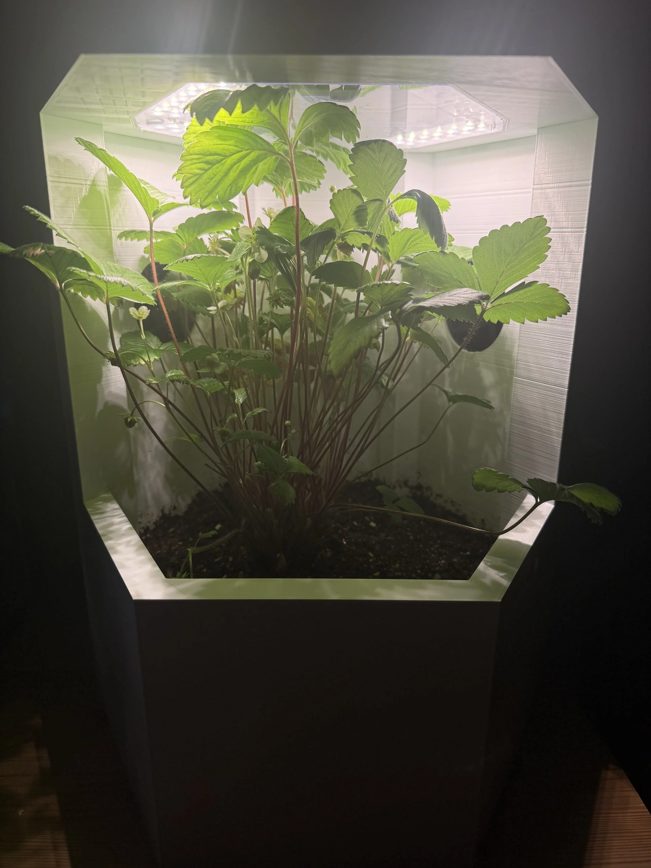 Indoor Strawberry Plant
