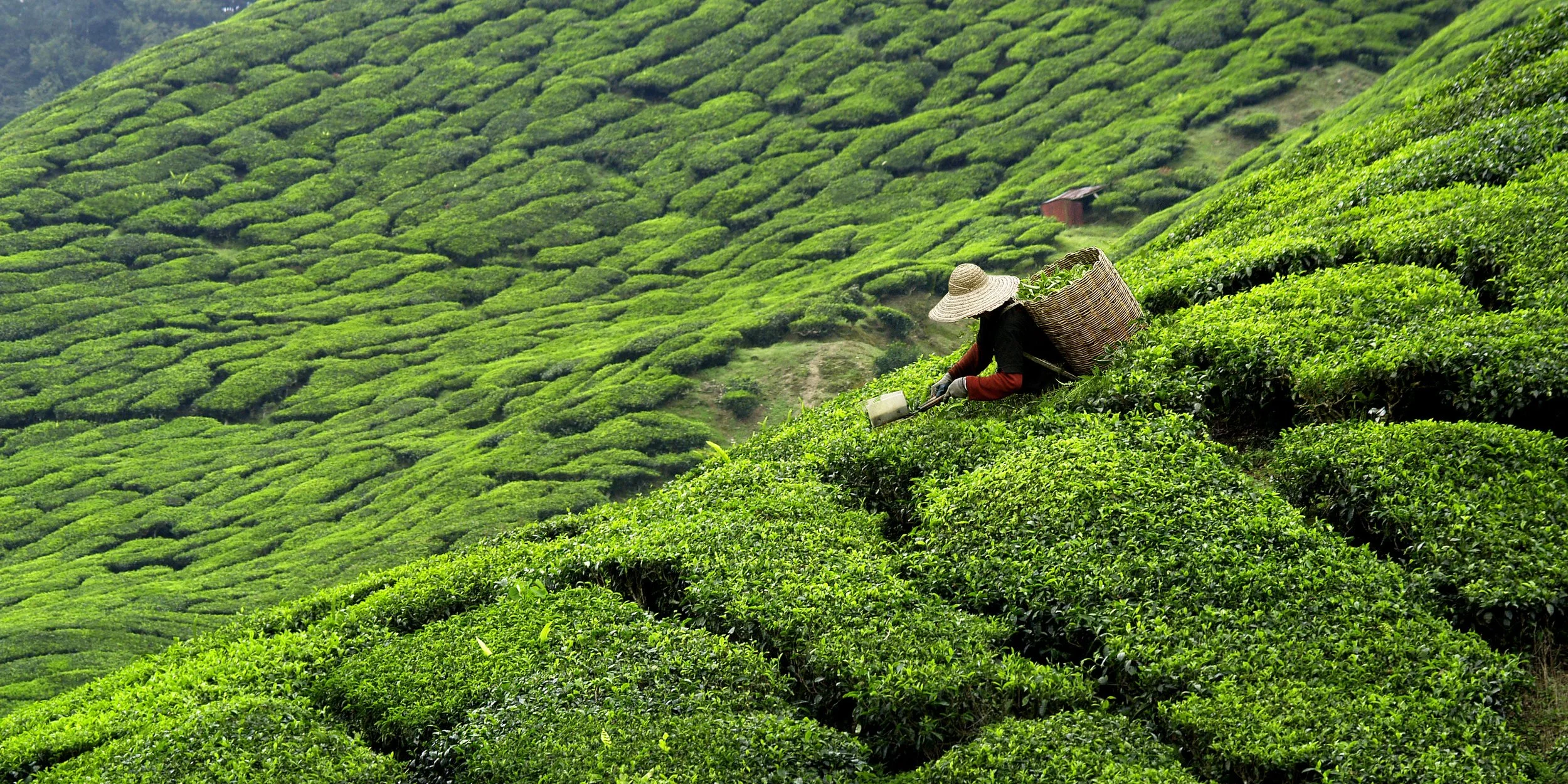 A person wearing a conical straw hat working in a lush green tea plantation, harvesting or tending to the tea plants on sloped terrain.