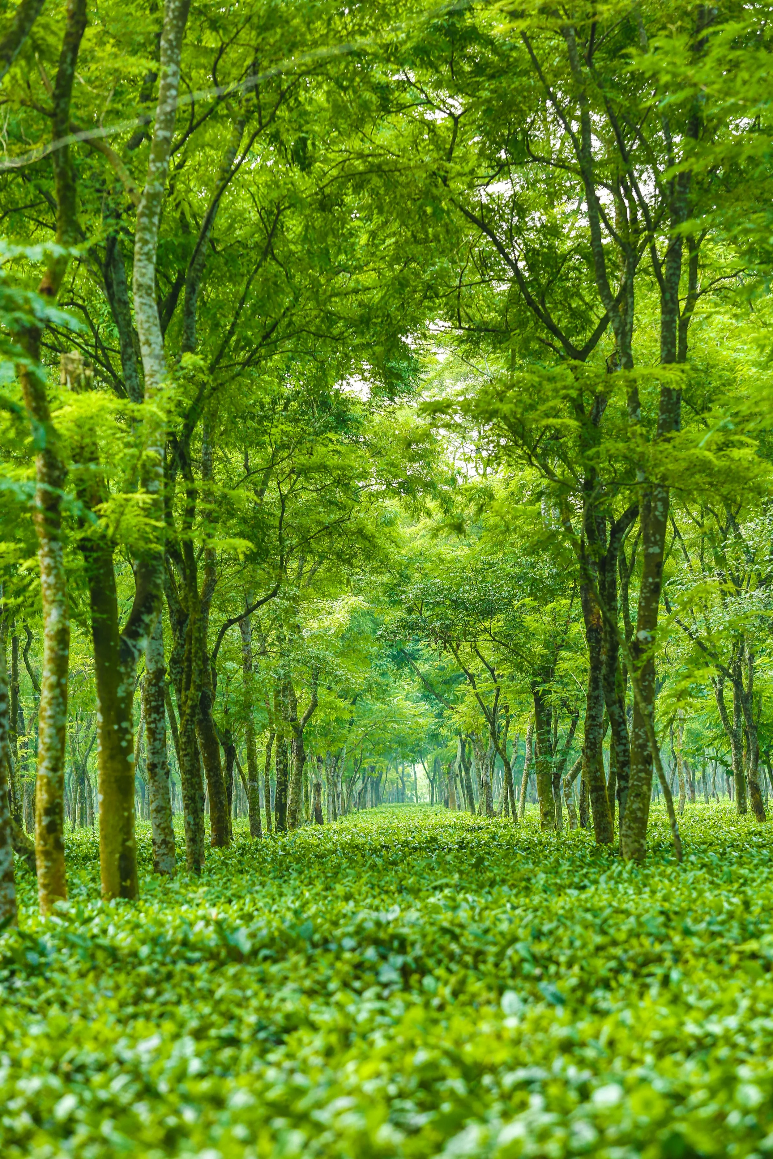 Lush green tea garden with neem trees and dense tea foliage.