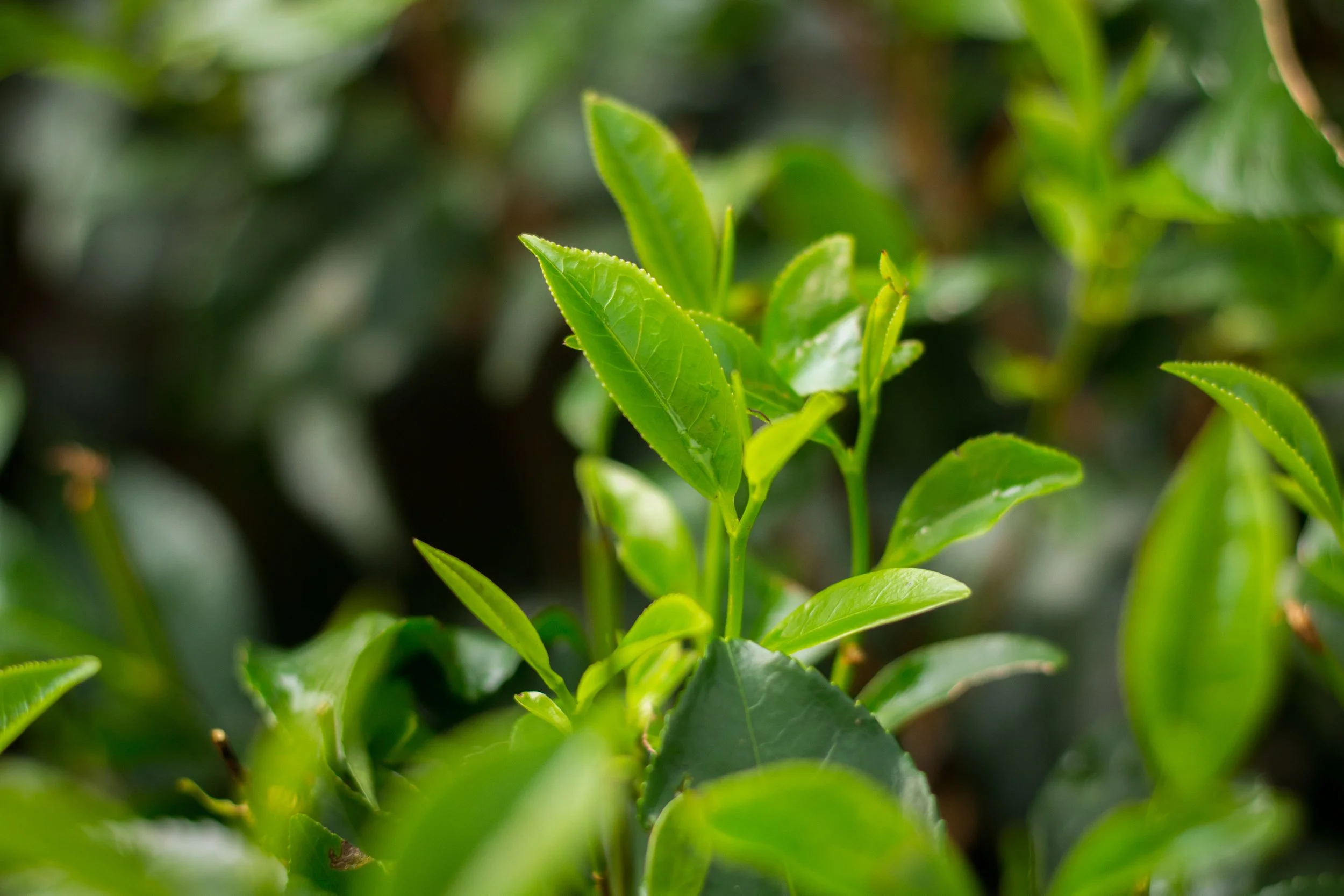 Close-up of fresh green tea leaves on a tea plant branch.