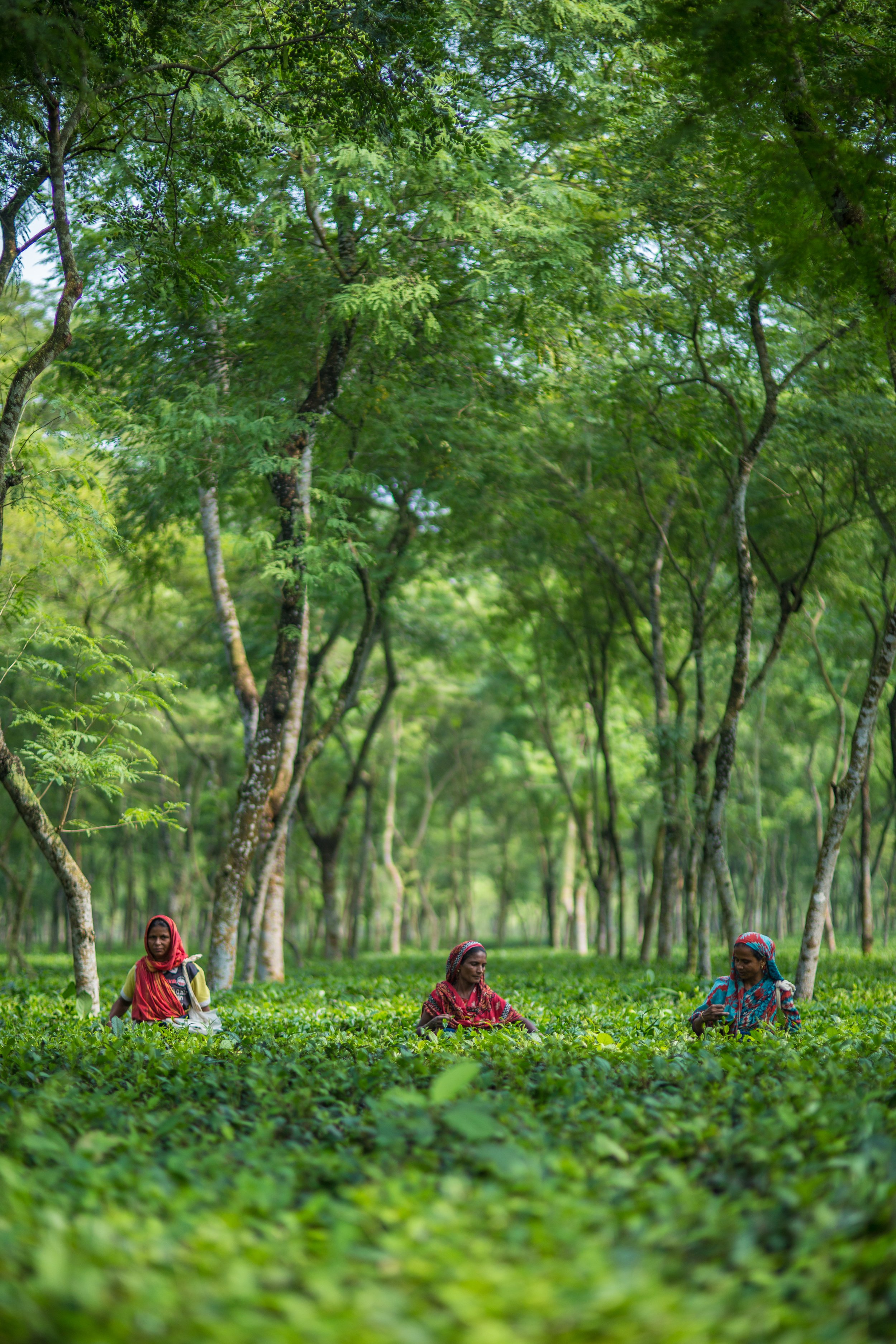 Three women collecting tea leaves in a lush green terraced tea plantation surrounded by tall trees and dense foliage.