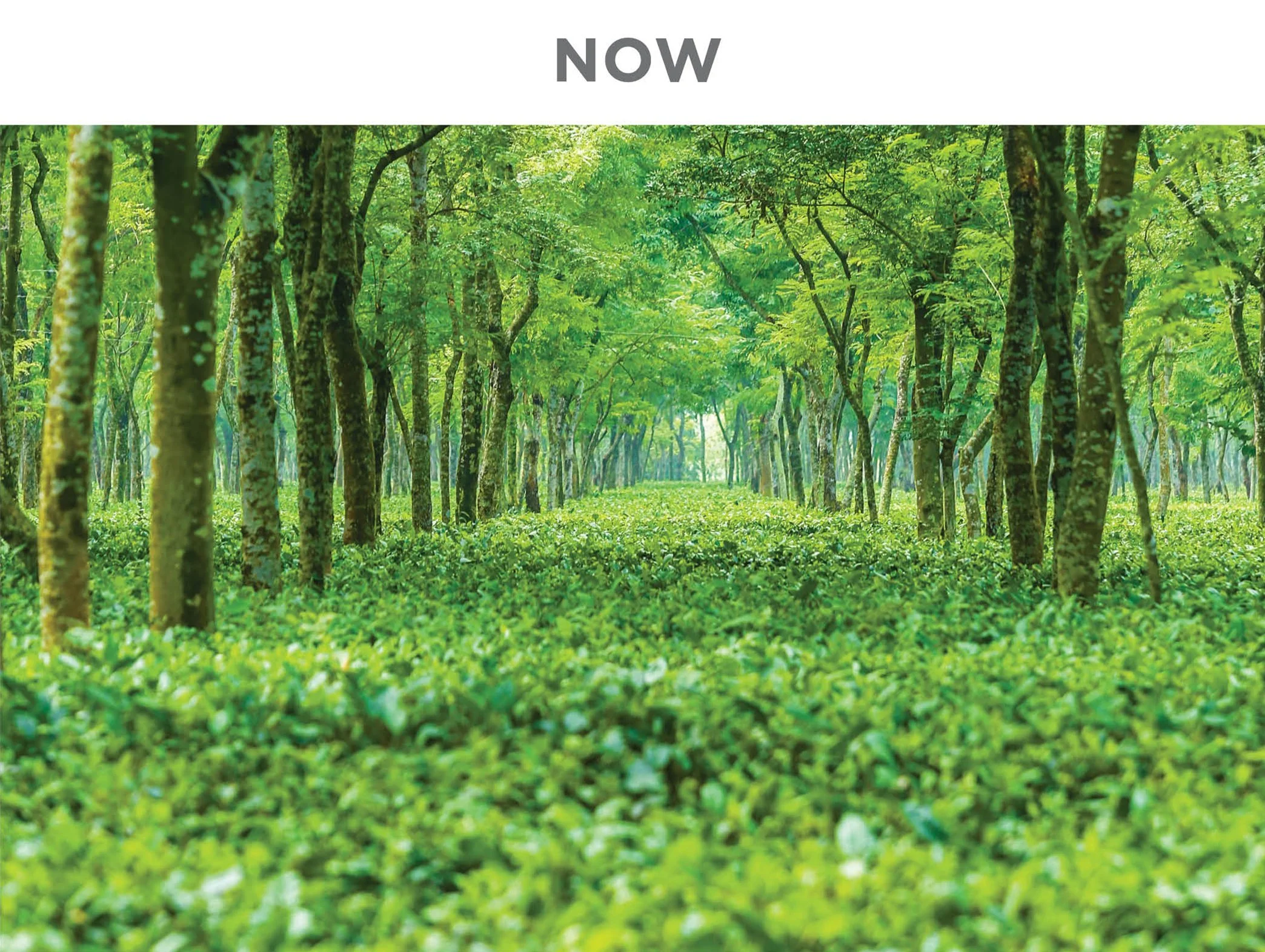 Thriving ecosystem in Bangladesh partner garden