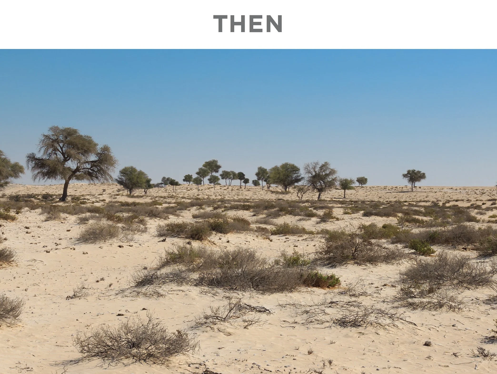 A desert landscape with sparse bushes and scattered trees under a clear blue sky, labeled 'THEN' at the top.