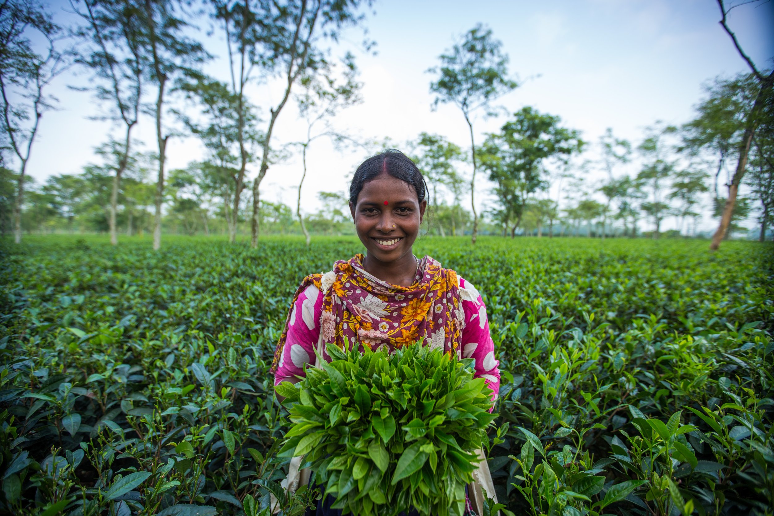 Smiling woman in a colorful dress holding a bunch of freshly picked tea leaves in a green tea plantation with trees in the background.