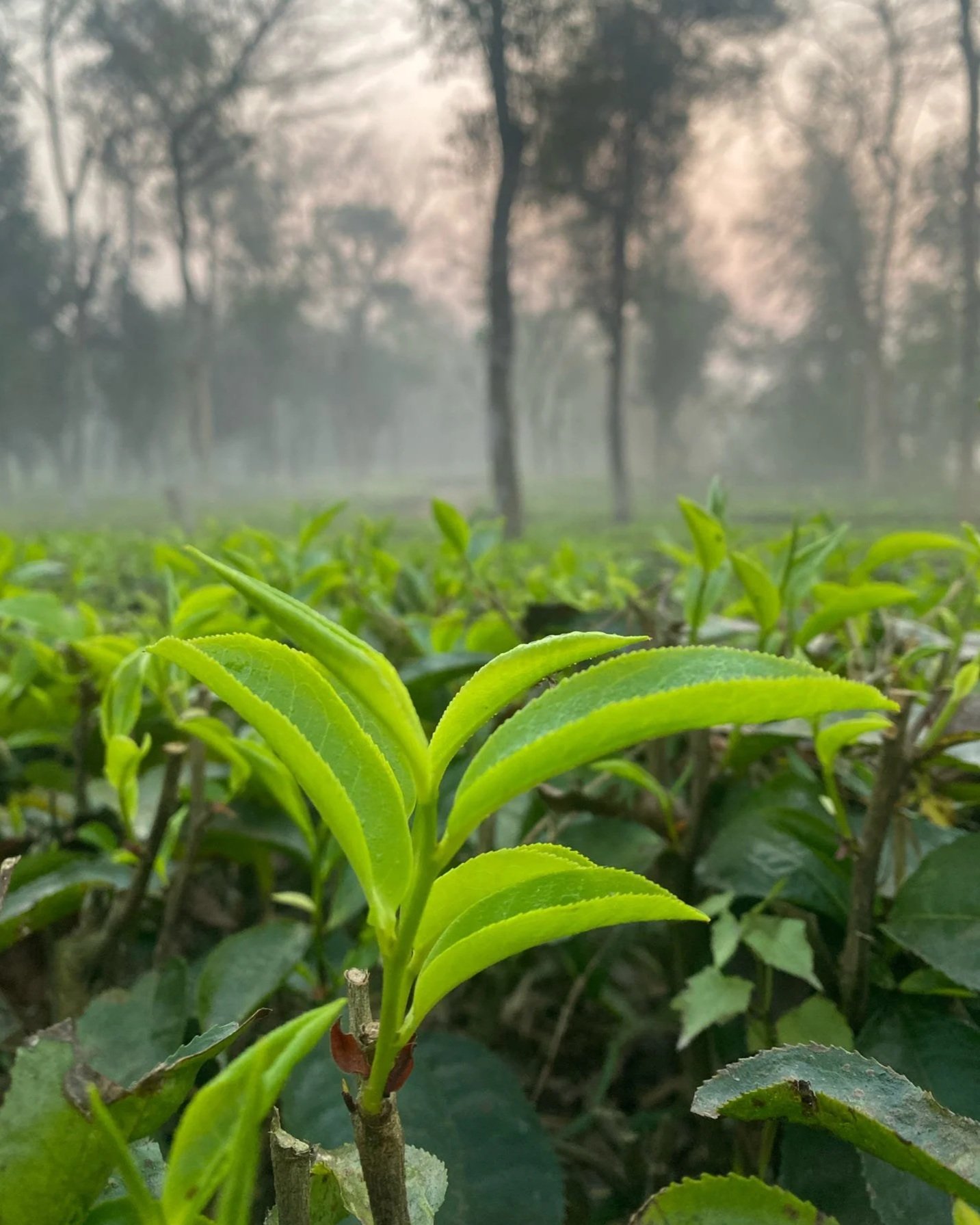 Close-up of bright green tea leaves growing on a bush with a misty forest in the background
